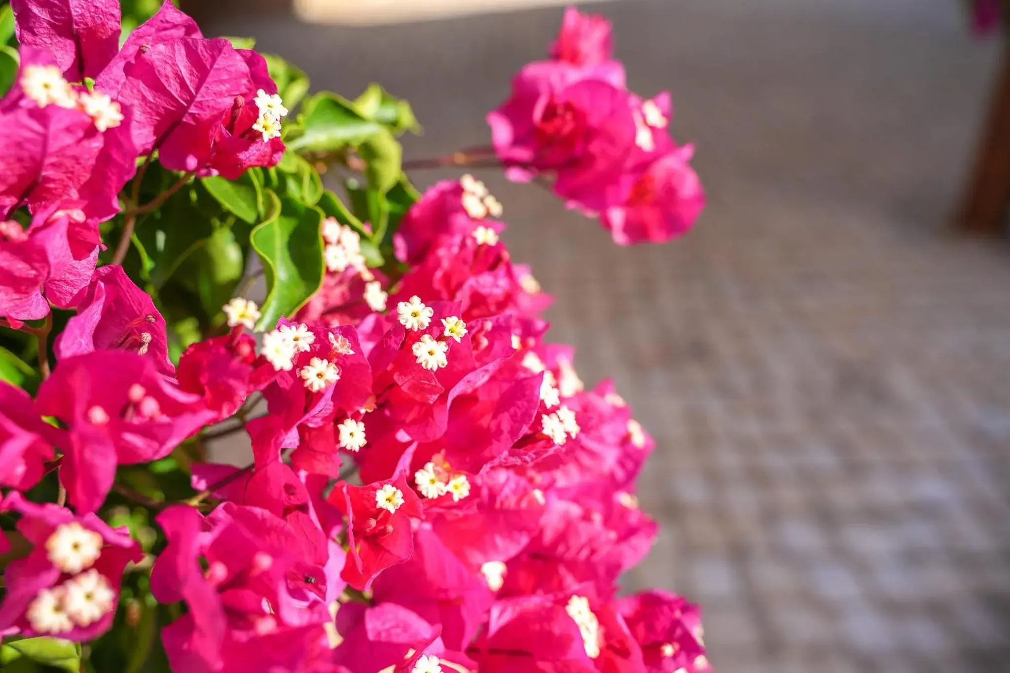 Clube Vilarosa Clube Vilarosa