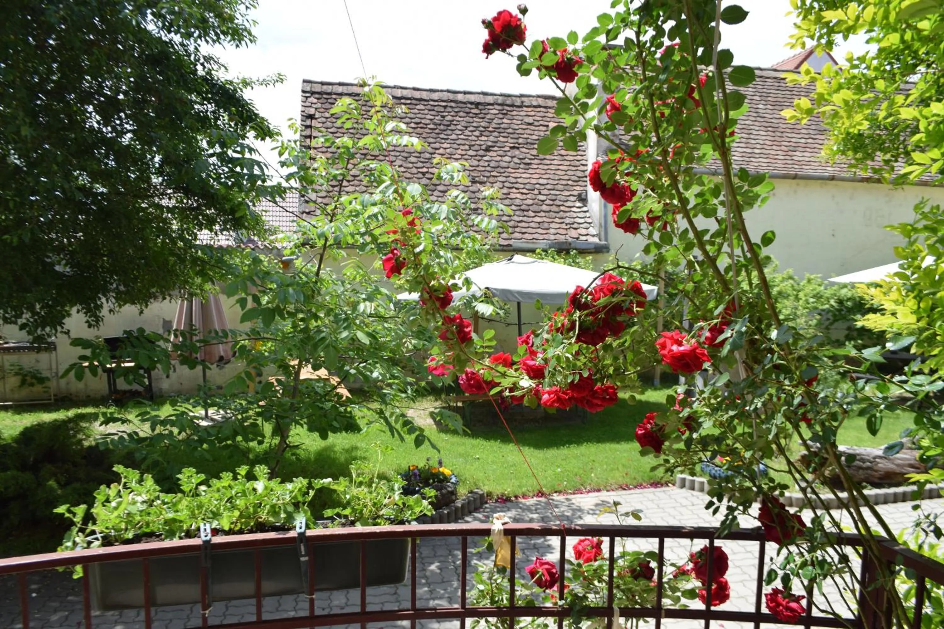 Patio in Pension GreenHouse