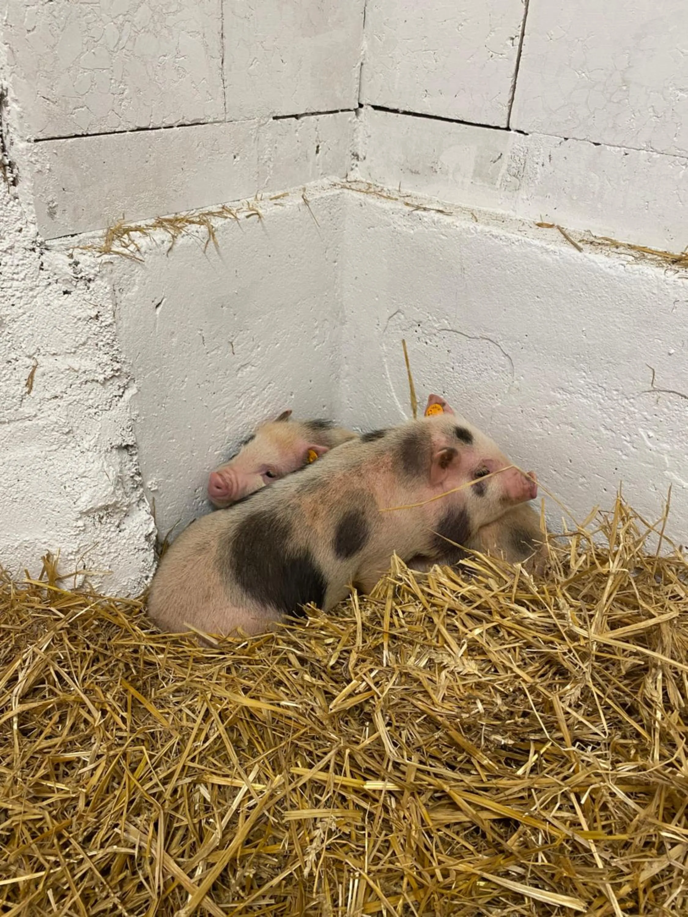 Animals in Hotel Starchlhof