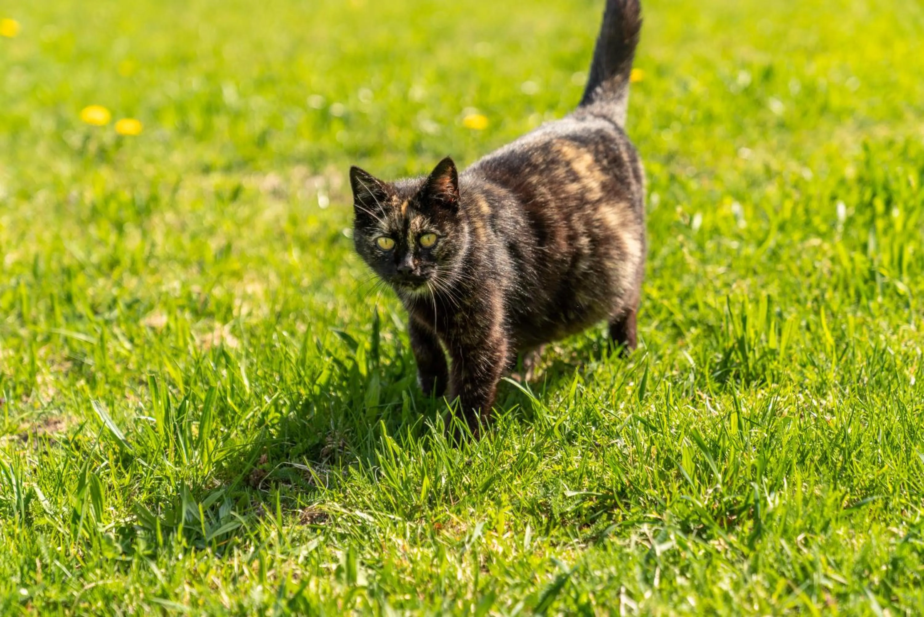 Animals in Hotel Starchlhof