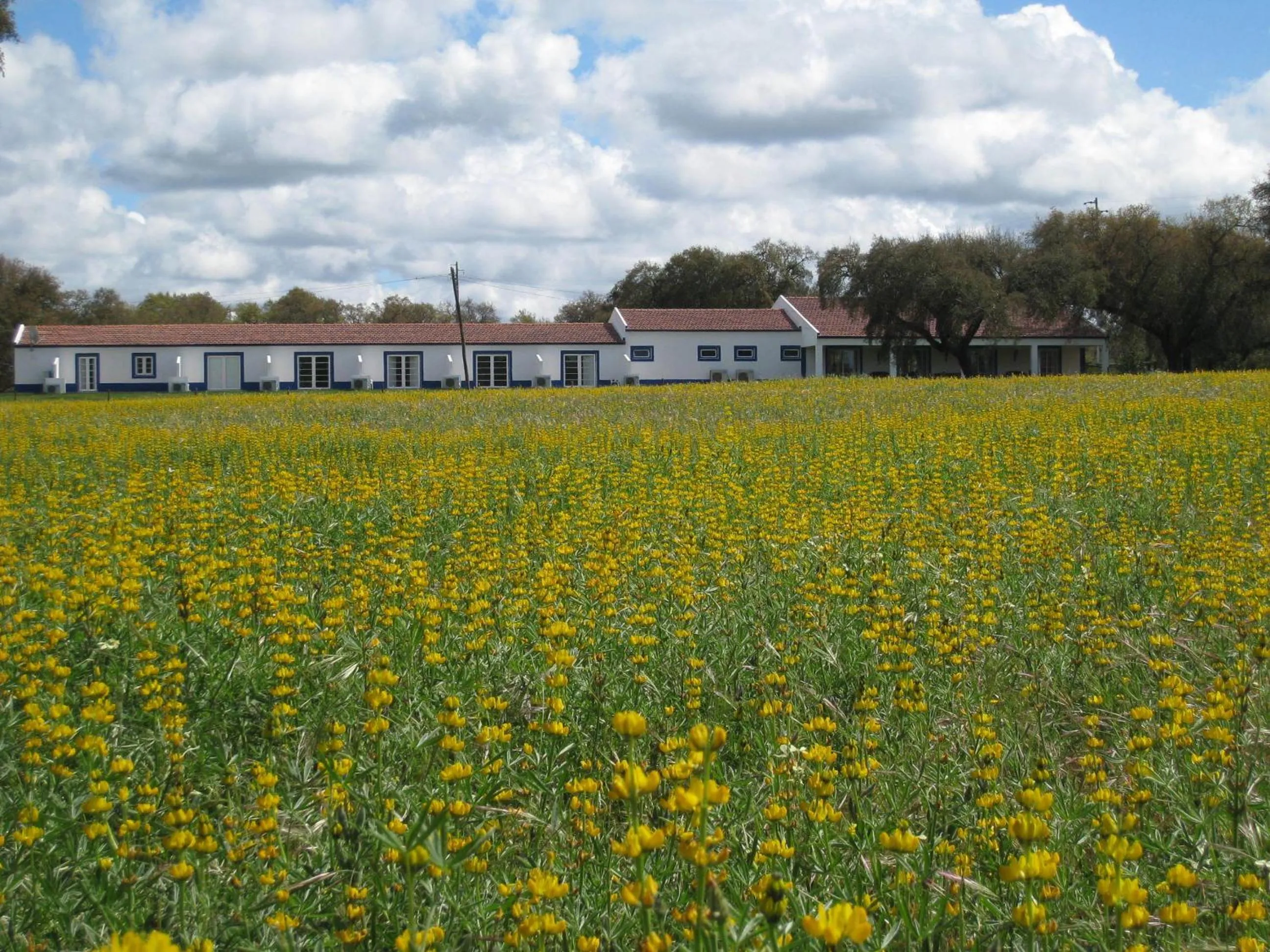 View (from property/room) in Monte das Faias Cork Farm Hotel
