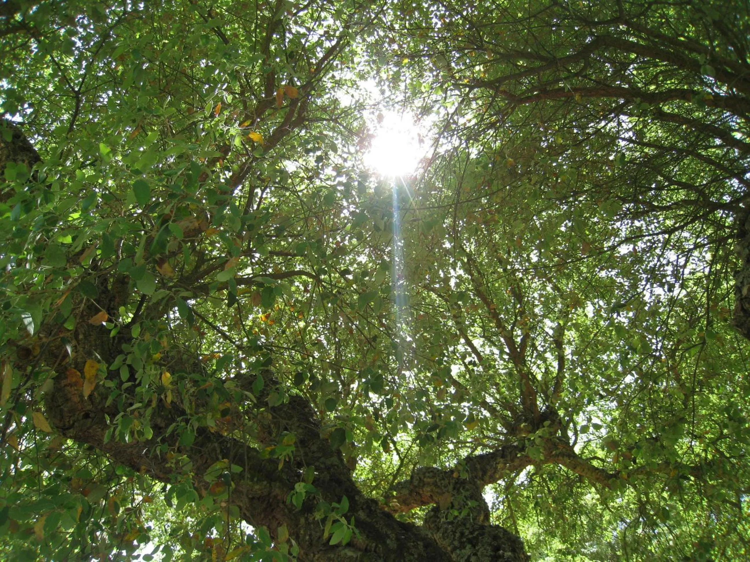 Other in Monte das Faias Cork Farm Hotel