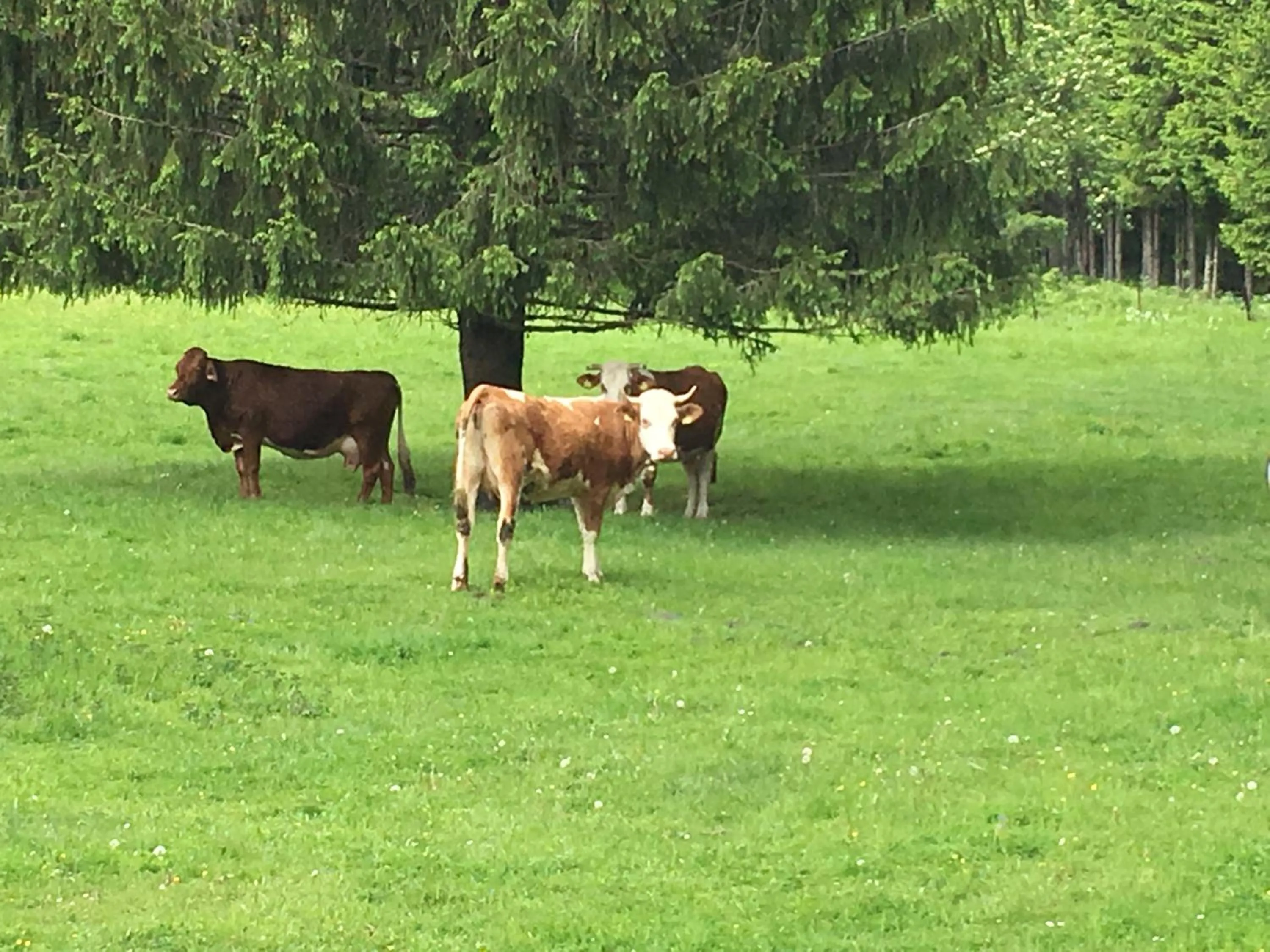 Pets in Kotnik Superior Boutique Hotel