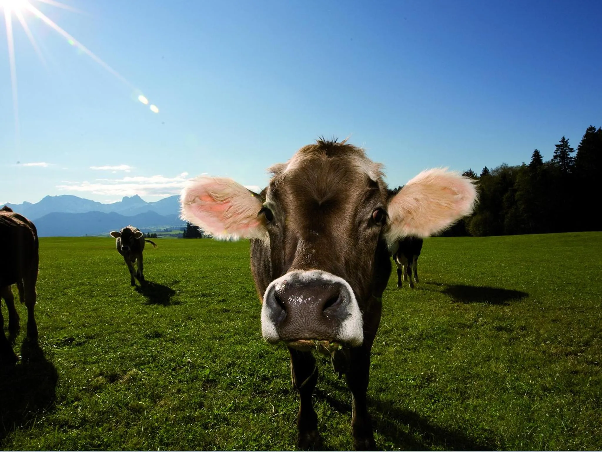 Area and facilities in Seehotel Hartung & Ferienappartements