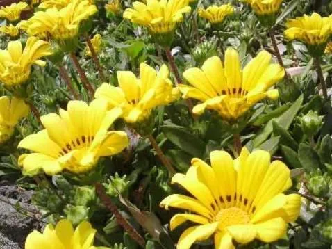 Other in Petit Resort Hotel Alcyon