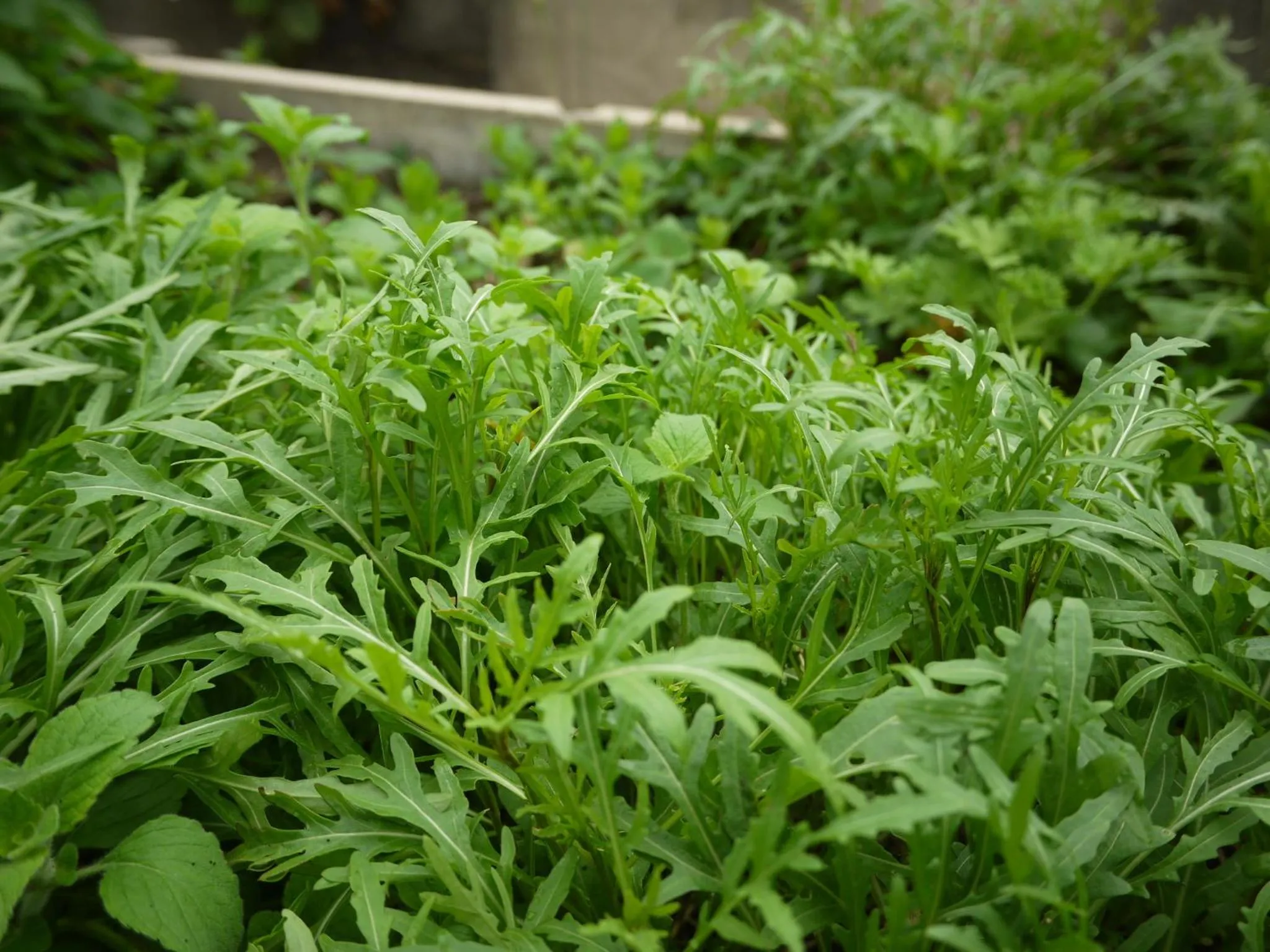 Food in Petit Resort Hotel Alcyon