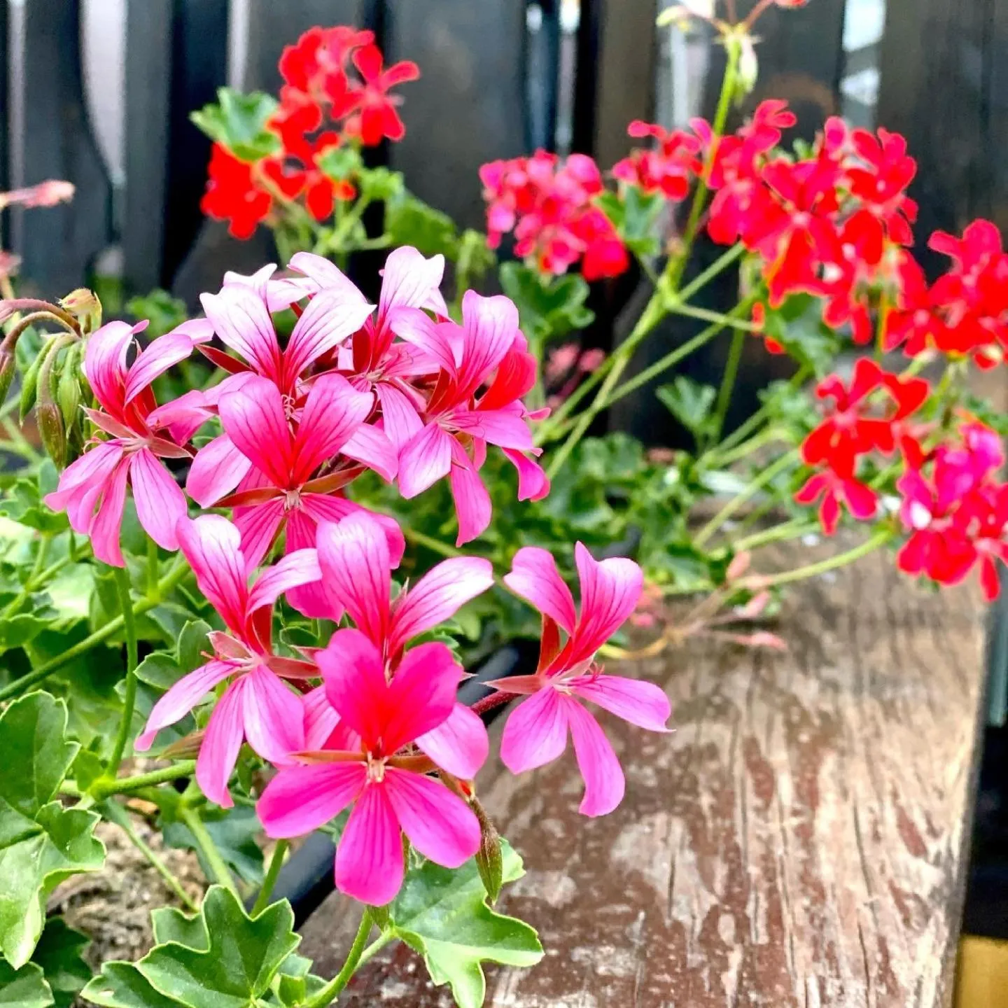 Garden in Enjoy Ledro B&B