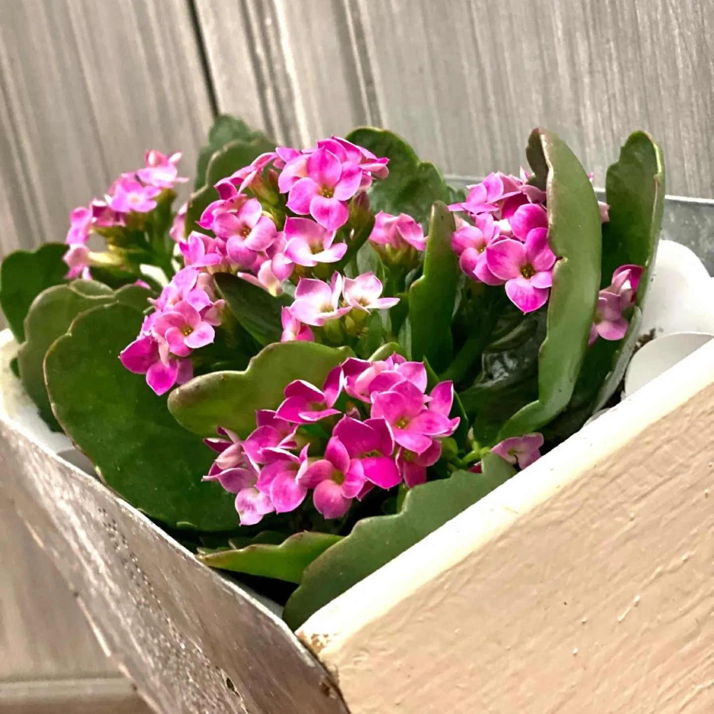 Garden in Enjoy Ledro B&B