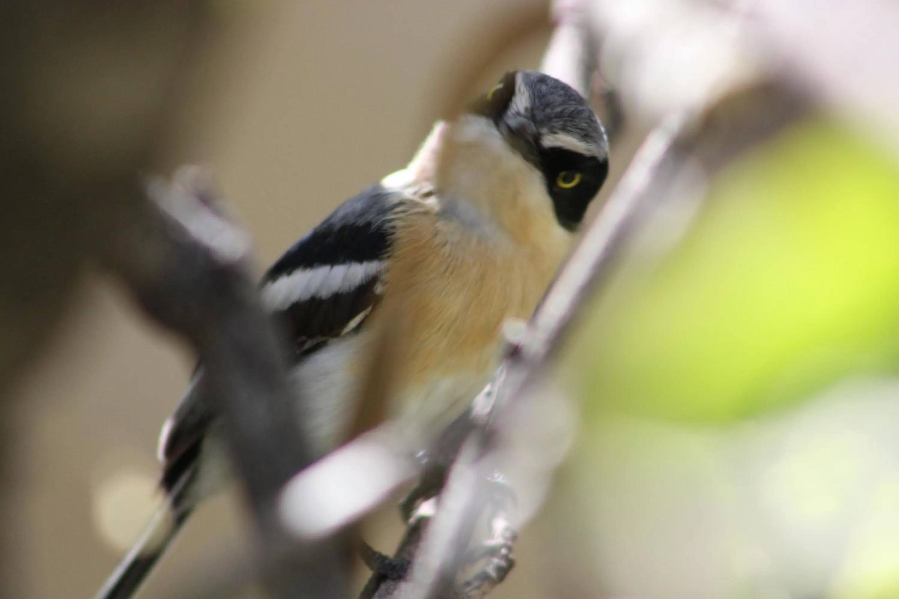 Animals in Bush Pillow Guest House