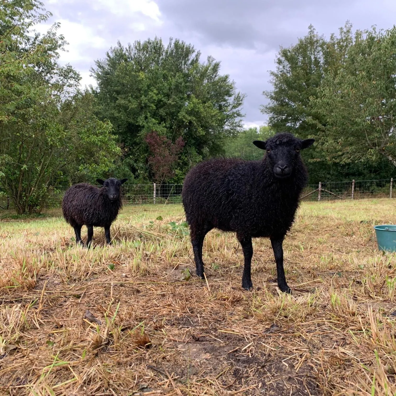 Animals in Le Logis de la Chouette