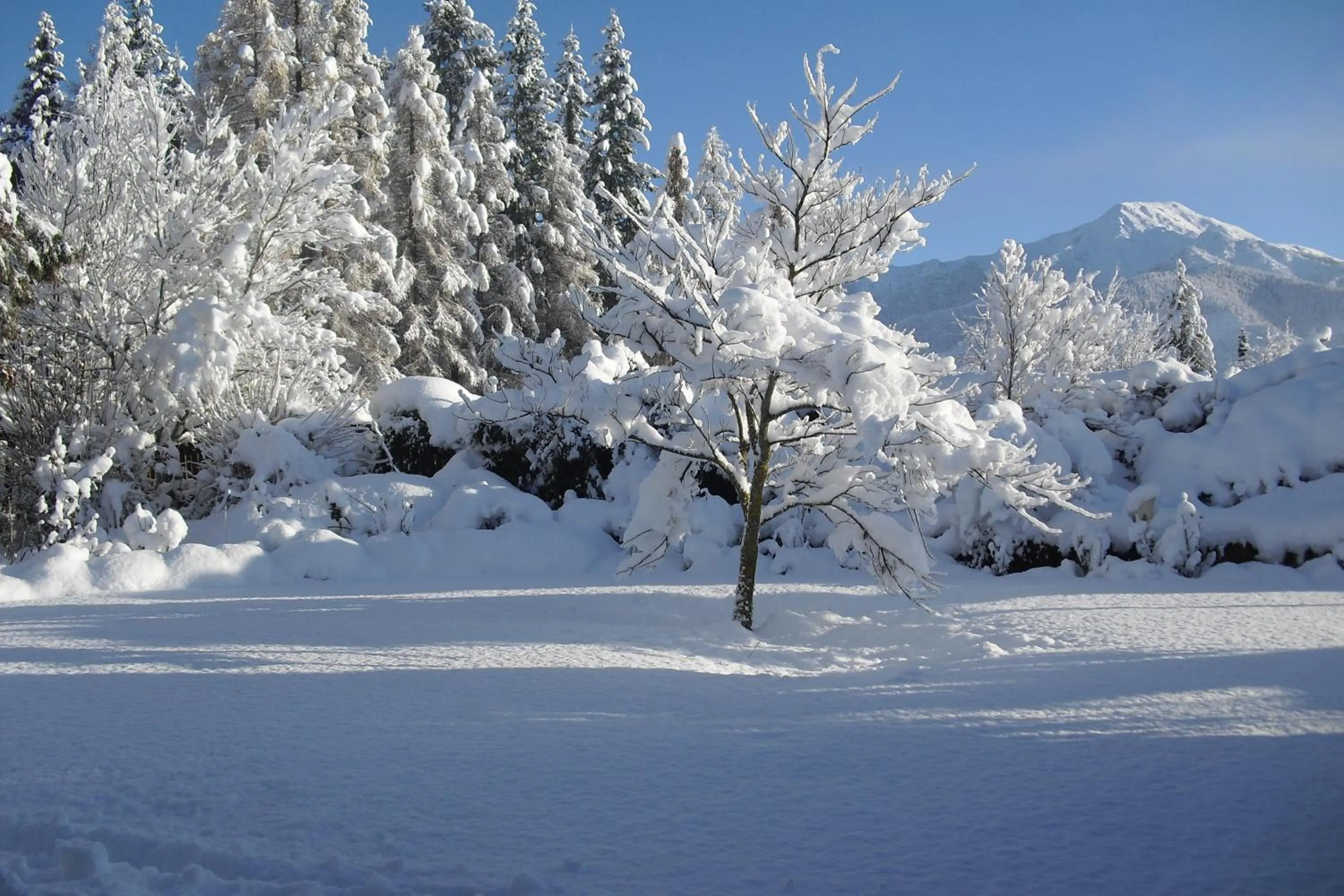 Natural landscape in Marchmont Gardens