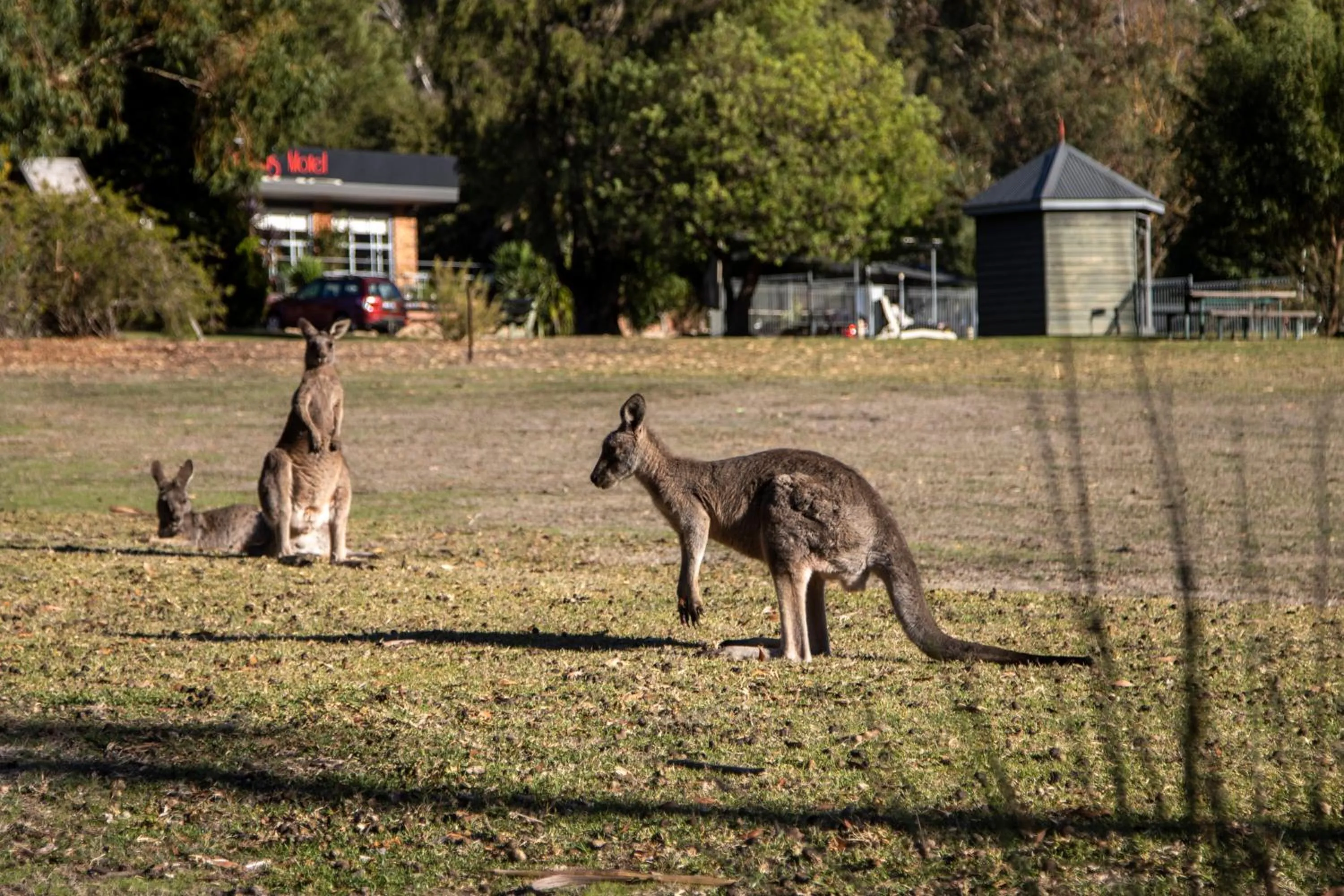 The Grampians Motel