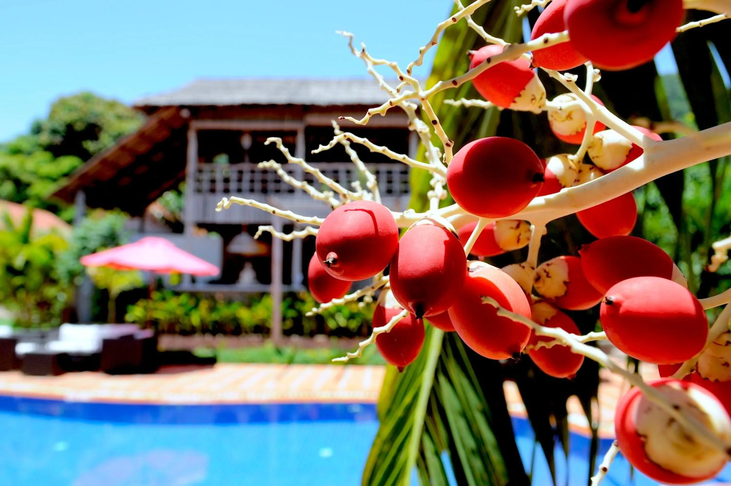Swimming pool in Raingsey Bungalow