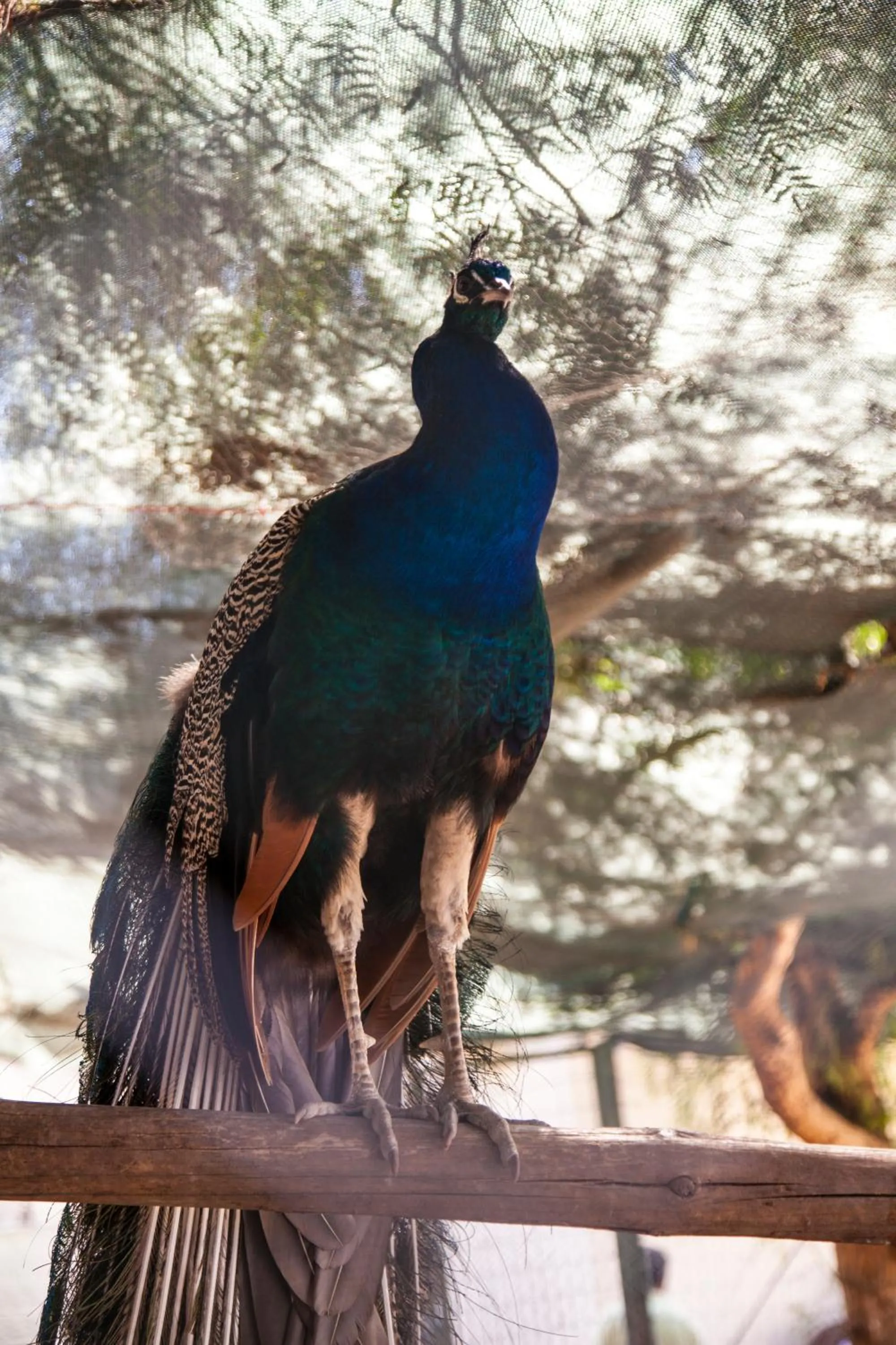 Animals in Crystal Hotel Bodrum