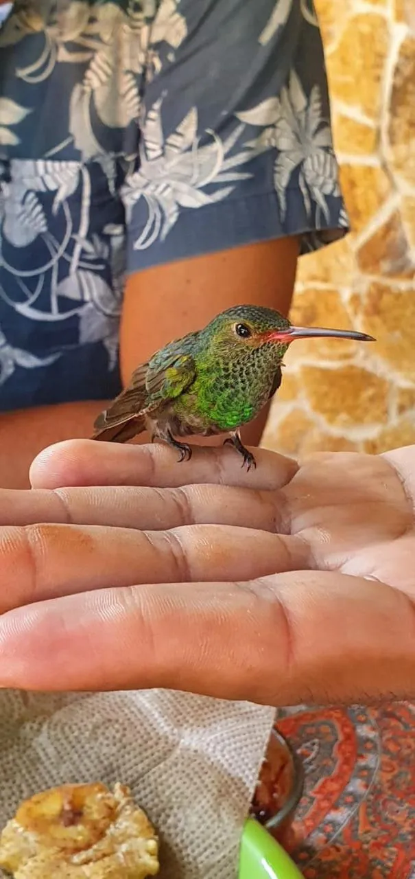 Animals in VillaHermosa B&B