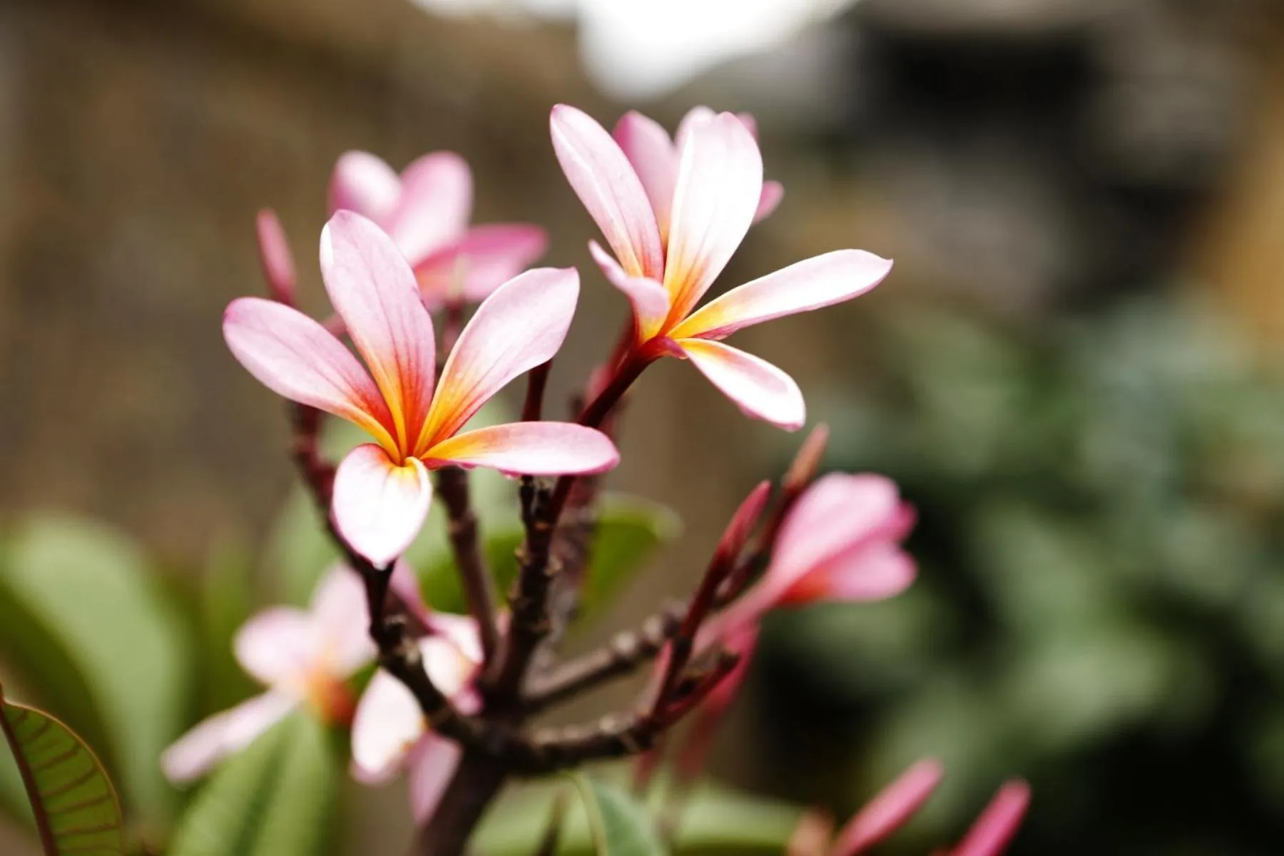 Garden in Teluk Karang Dive & Spa Resort
