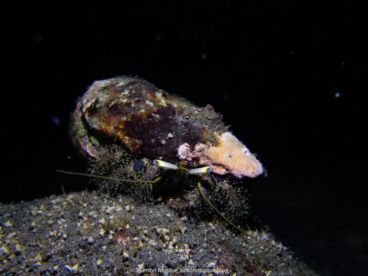 Diving in Teluk Karang Dive & Spa Resort