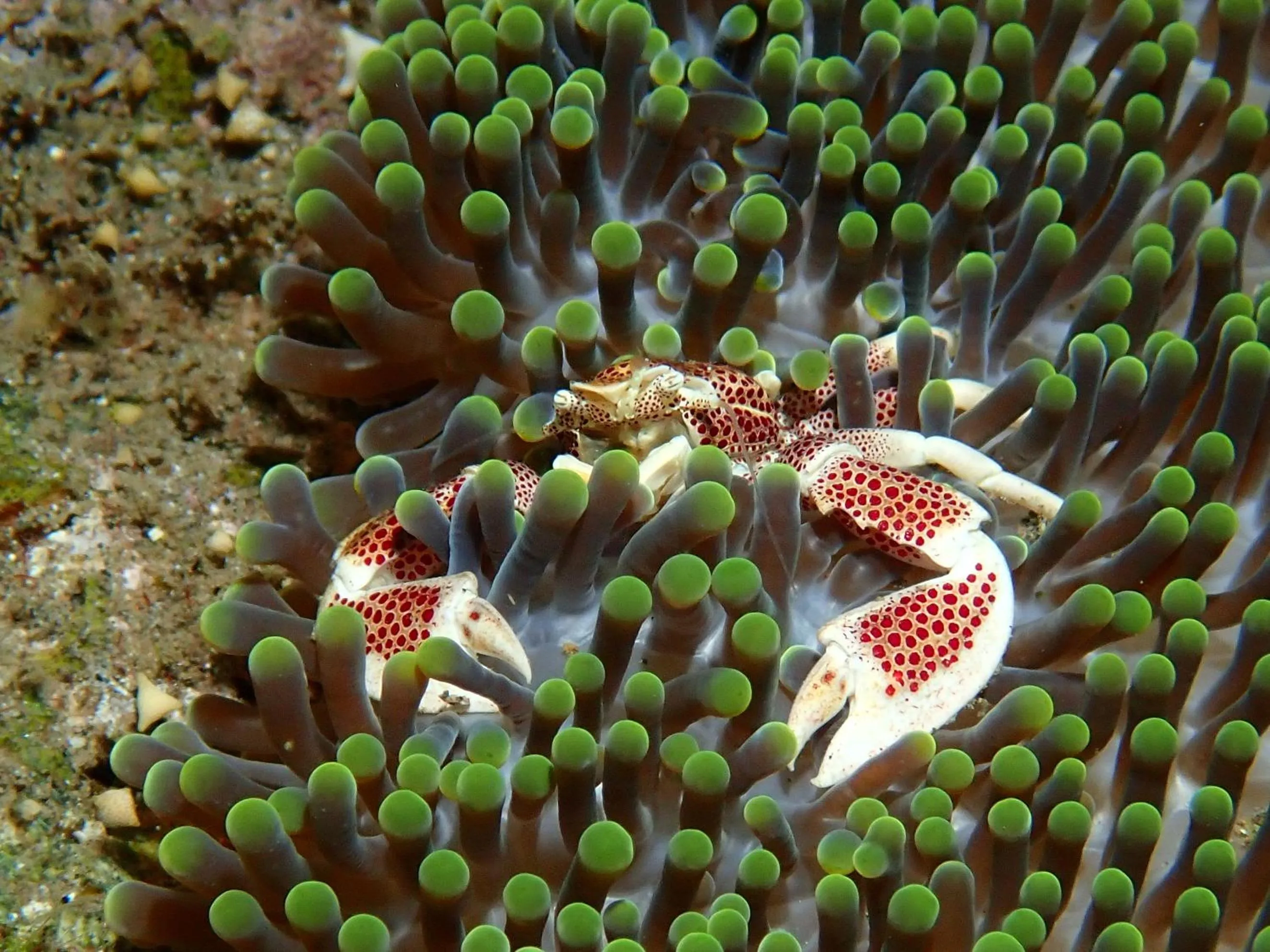 Snorkeling in Teluk Karang Dive & Spa Resort