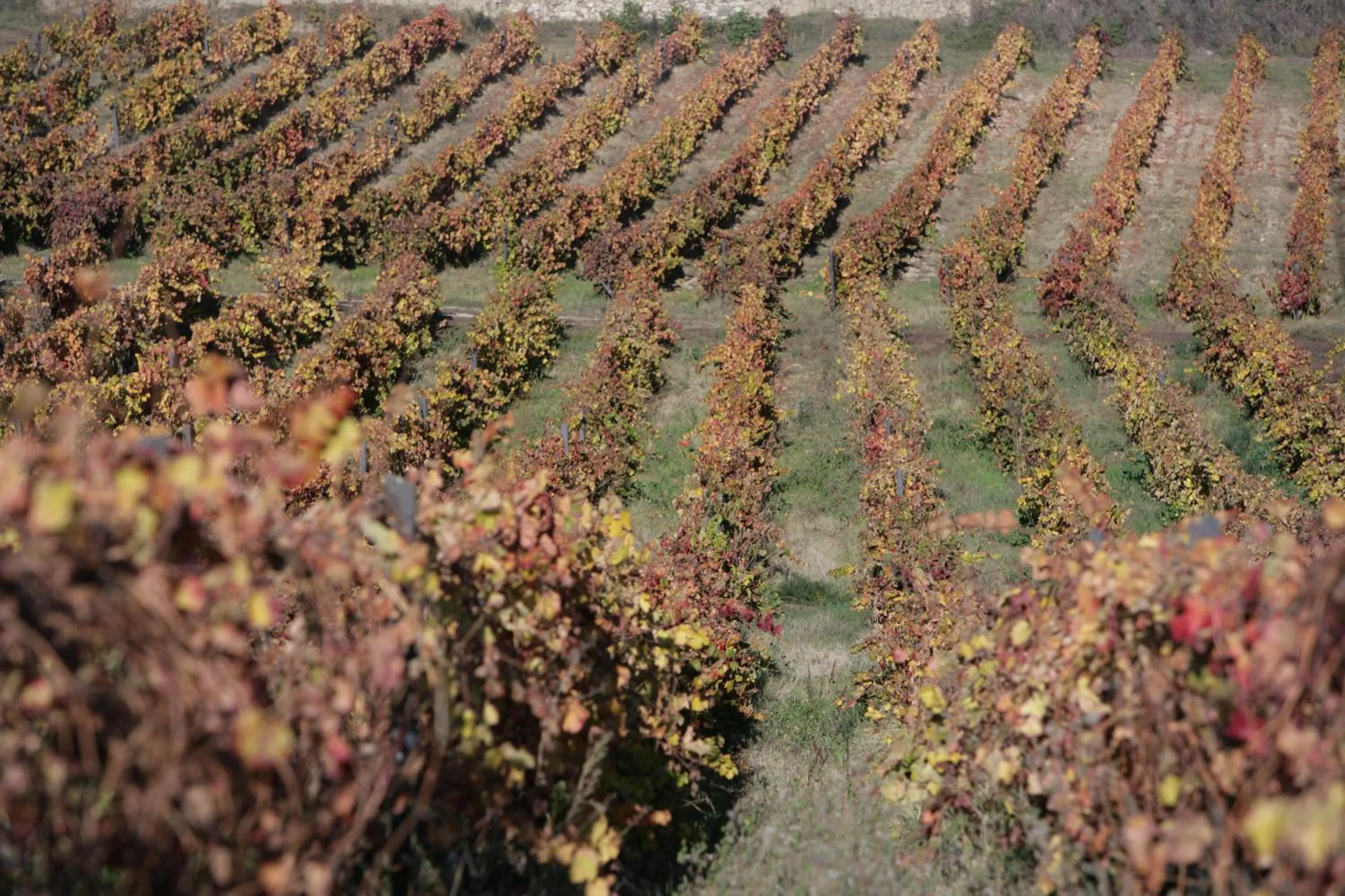 Garden in Hotel Rural Casa dos Viscondes da Varzea