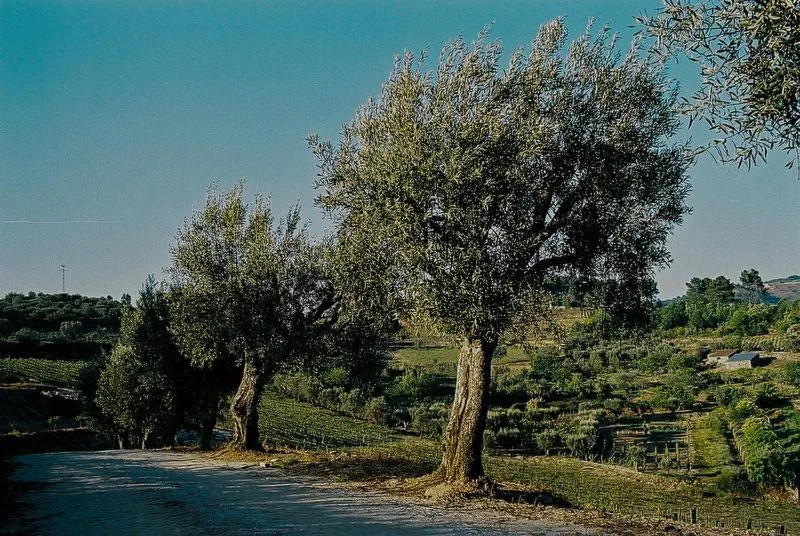 Spring in Hotel Rural Casa dos Viscondes da Varzea