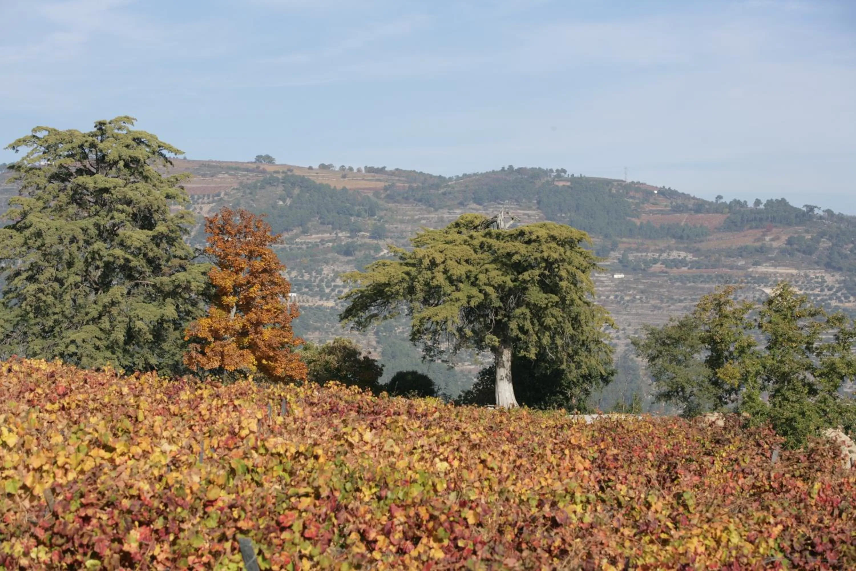 Area and facilities in Hotel Rural Casa dos Viscondes da Varzea