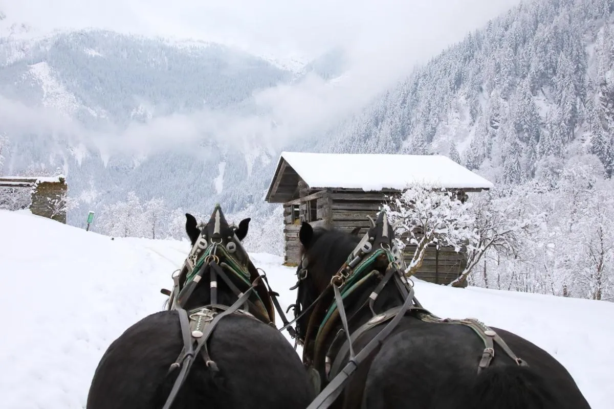 Activities in Boutique Hundehotel Bergzeit