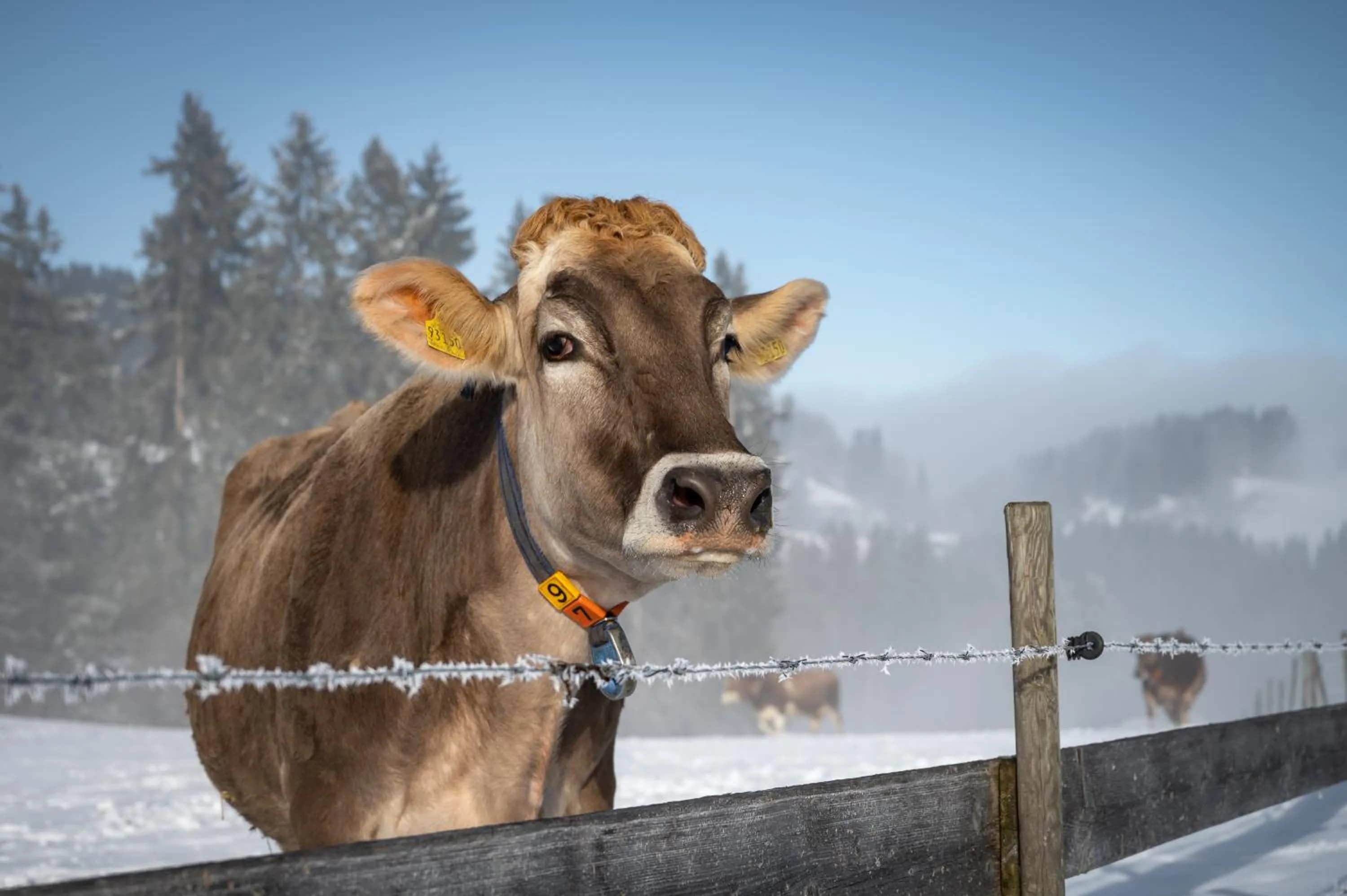 Staff in Hartungs Hoteldorf