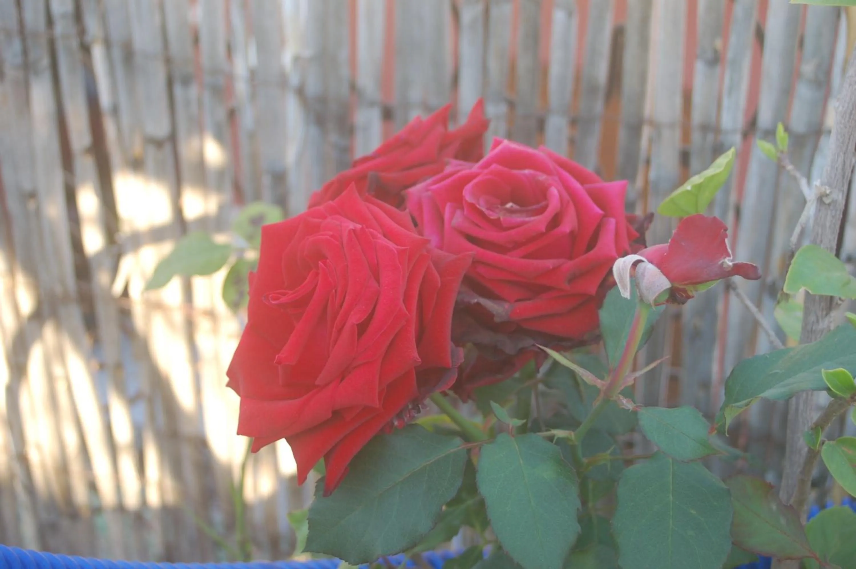 Property building in Dar Margot Marrakech