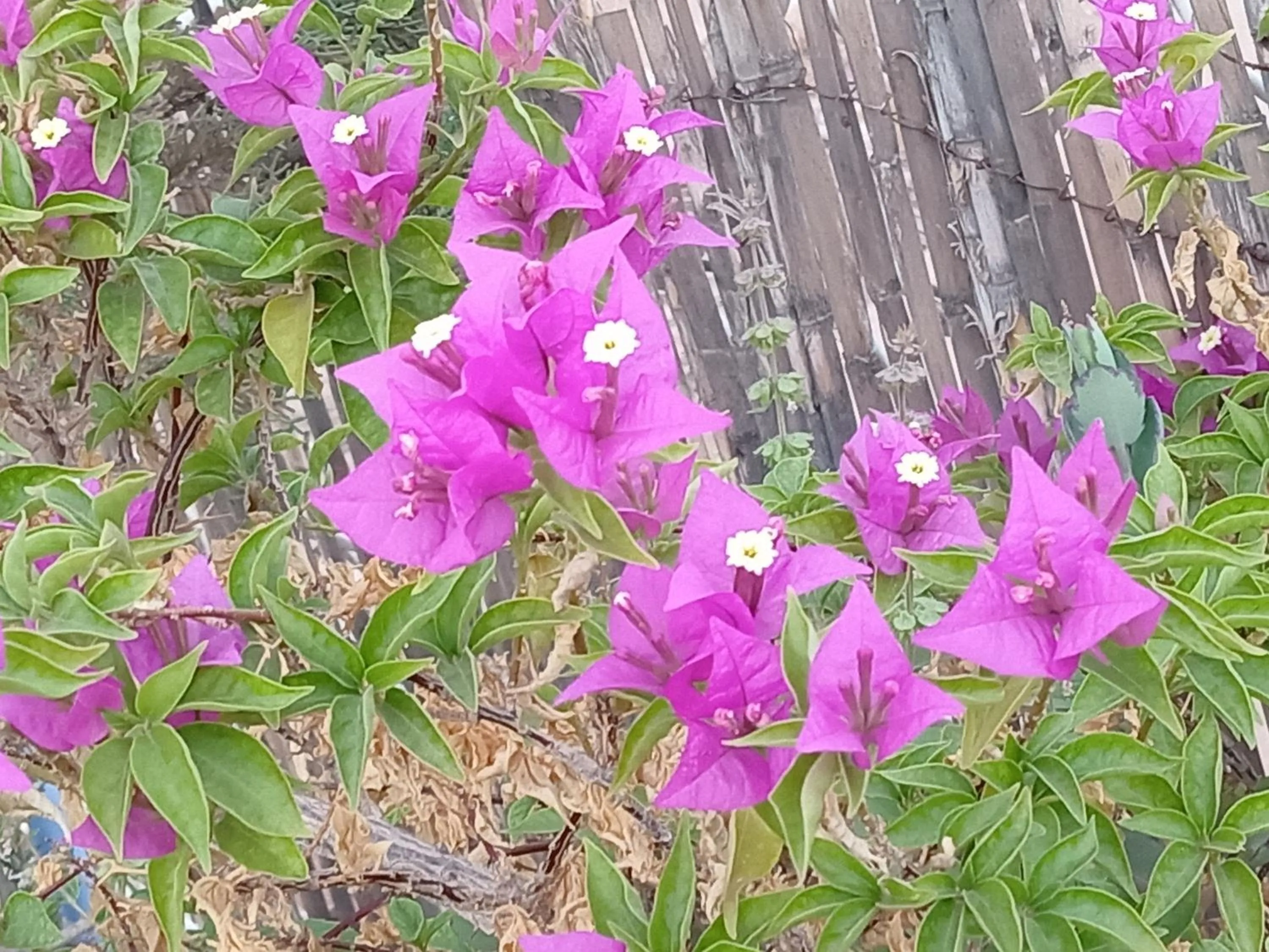 Garden in Dar Margot Marrakech