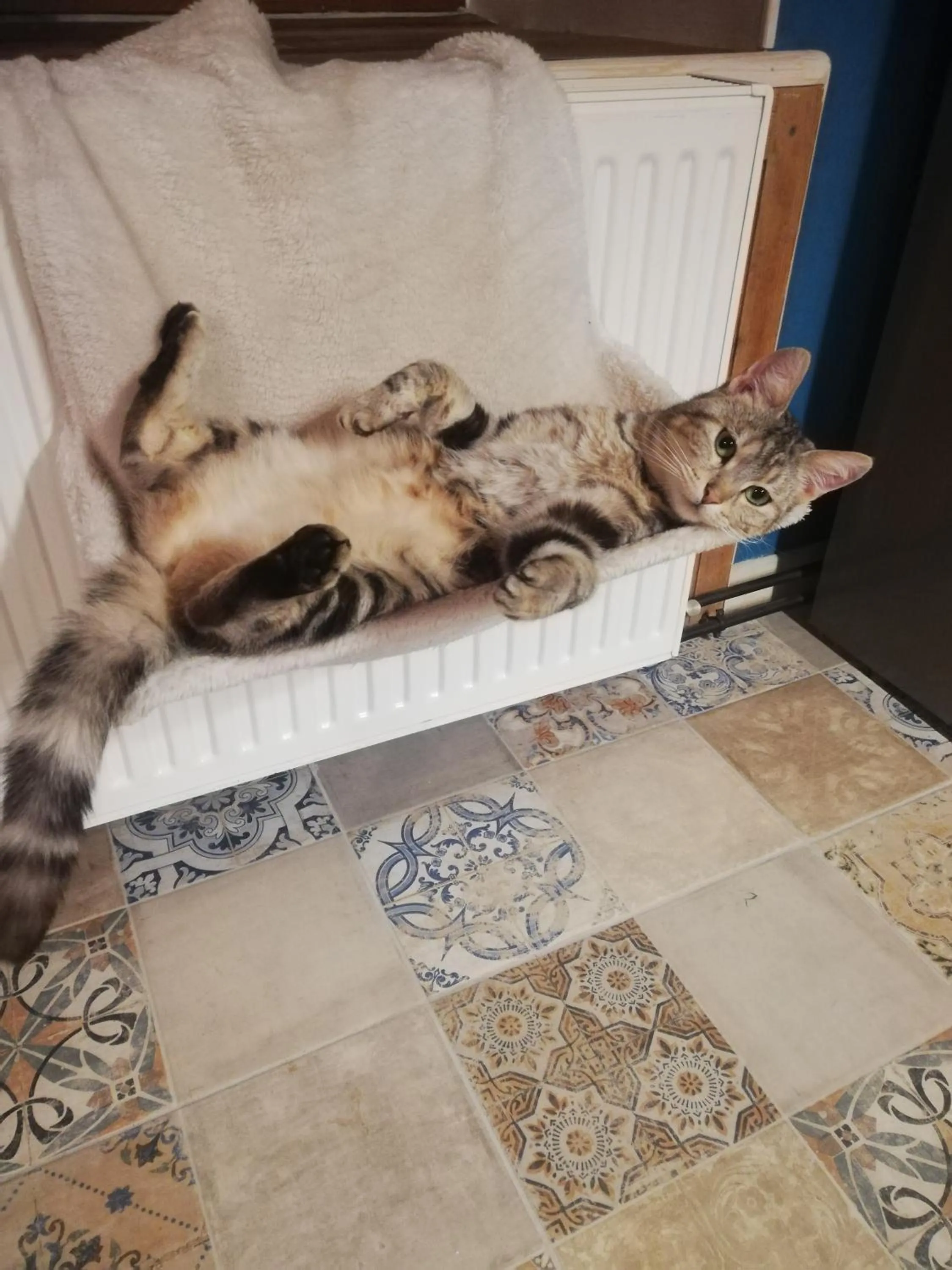 Pets in La ferme aux chats