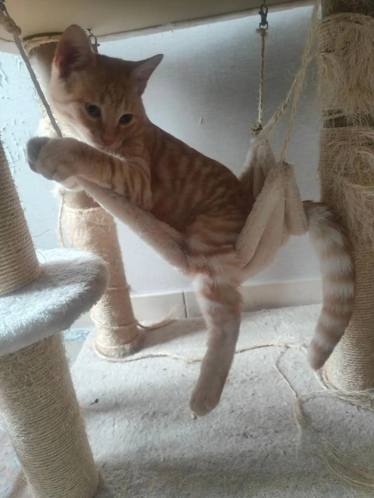 Pets in La ferme aux chats