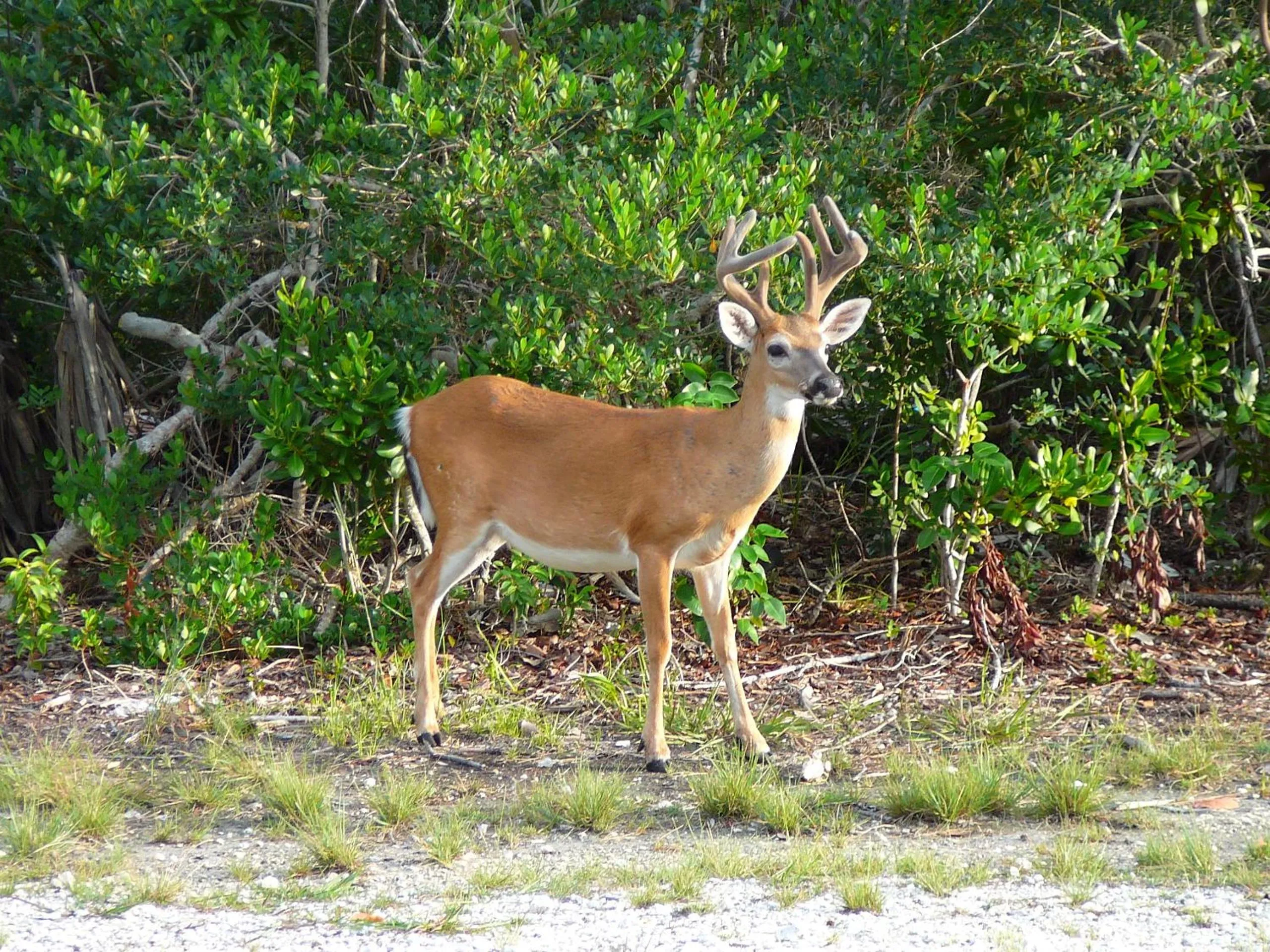 Animals in Harbour View