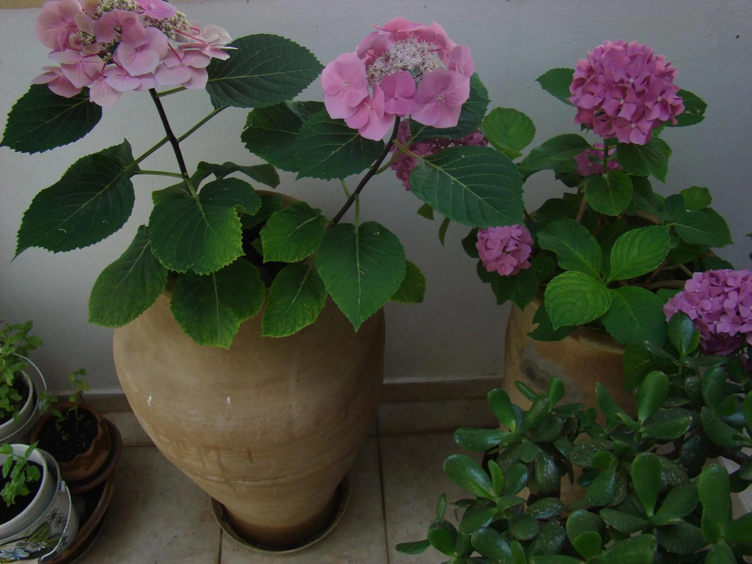 Garden in Diamond Apartments & Suites