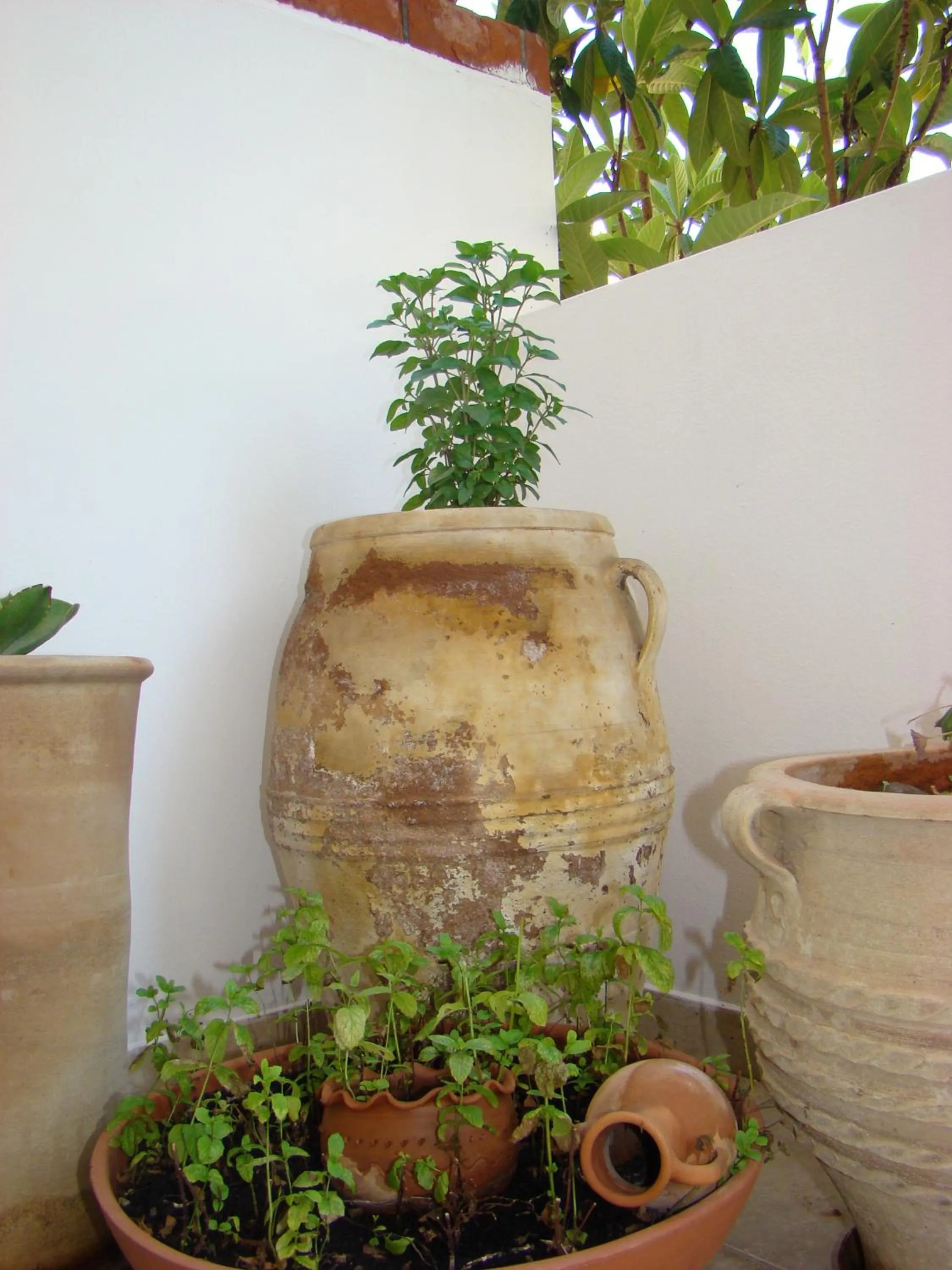 Garden in Diamond Apartments & Suites