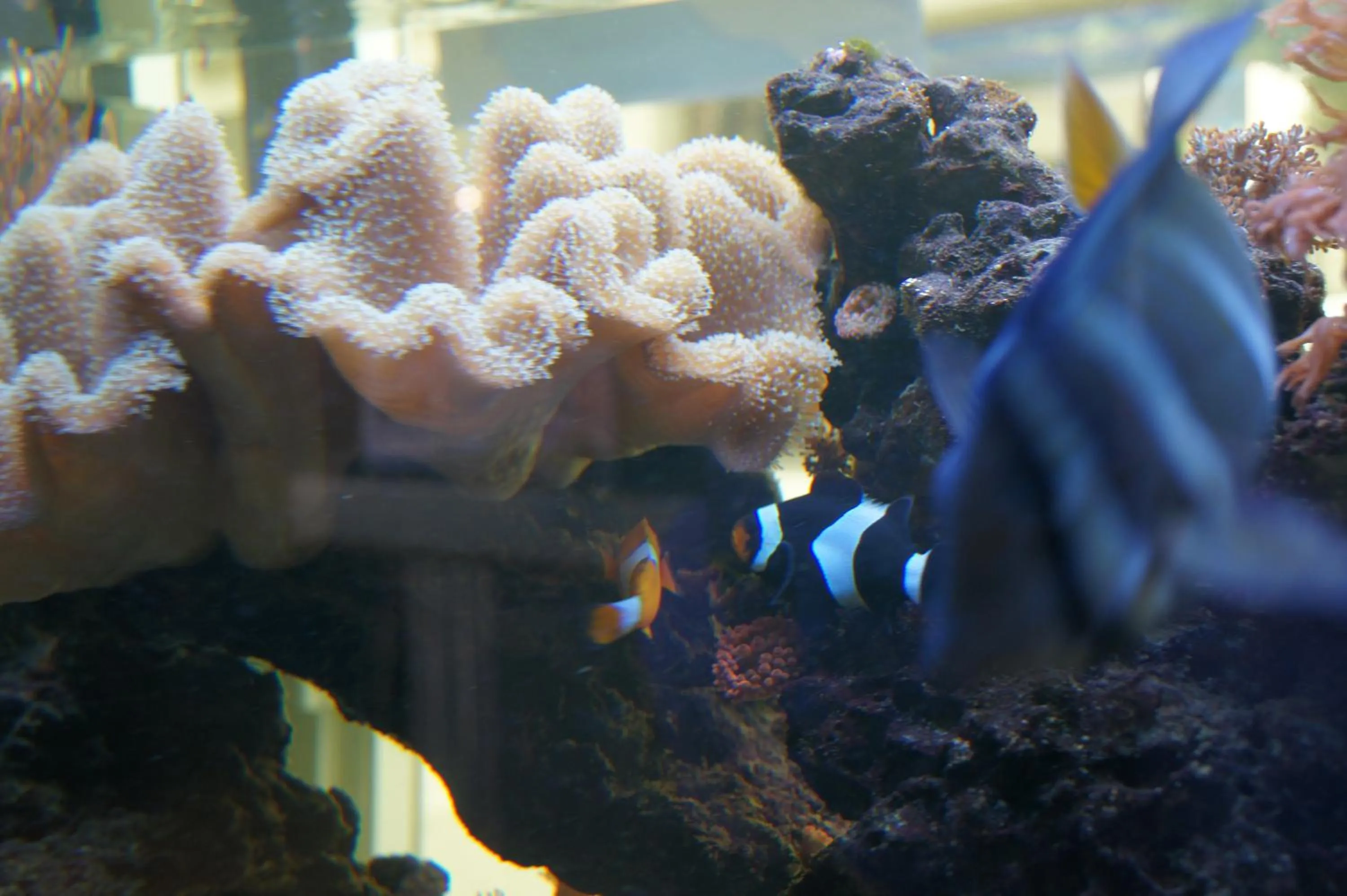 Animals in Hostal Sanmar