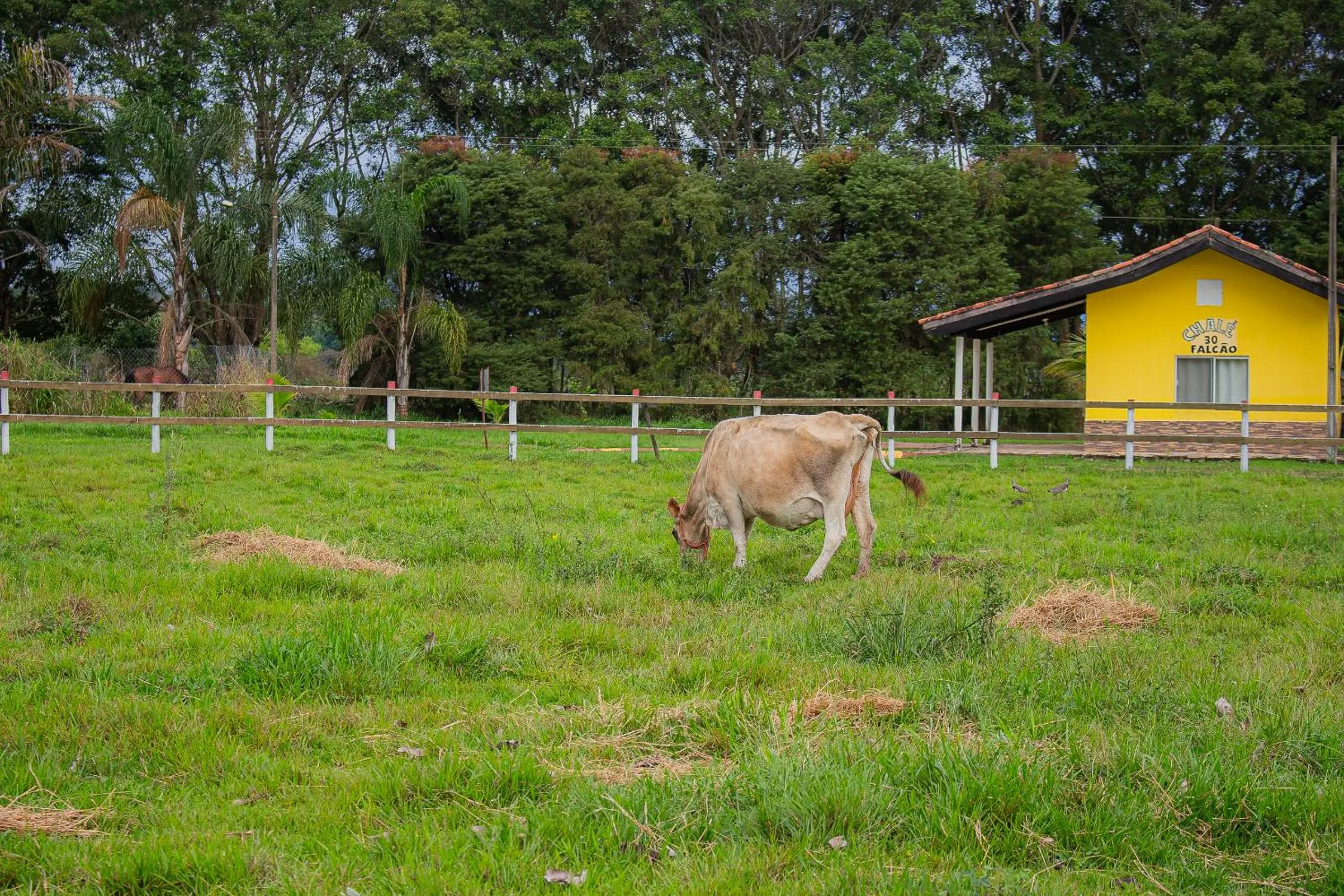 Animals in Hotel Fazenda Pé da Serra