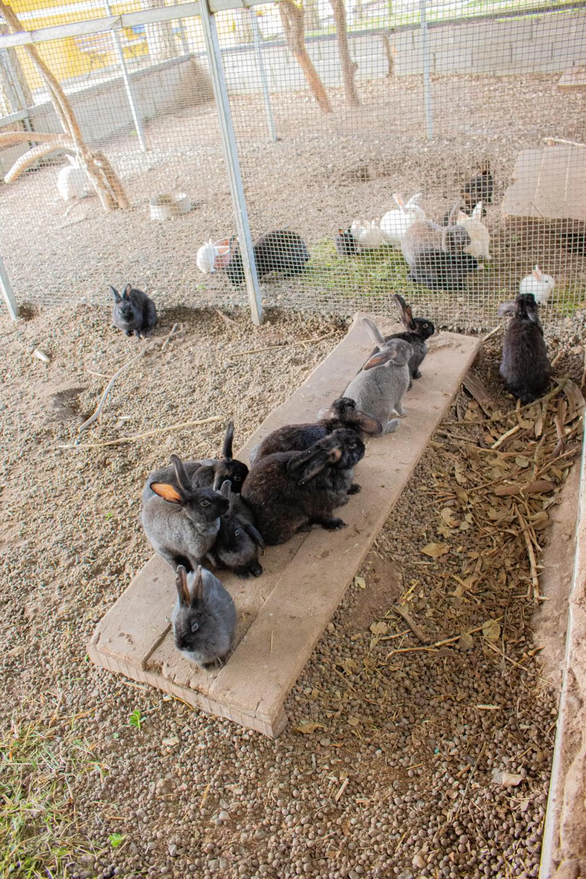 Animals in Hotel Fazenda Pé da Serra