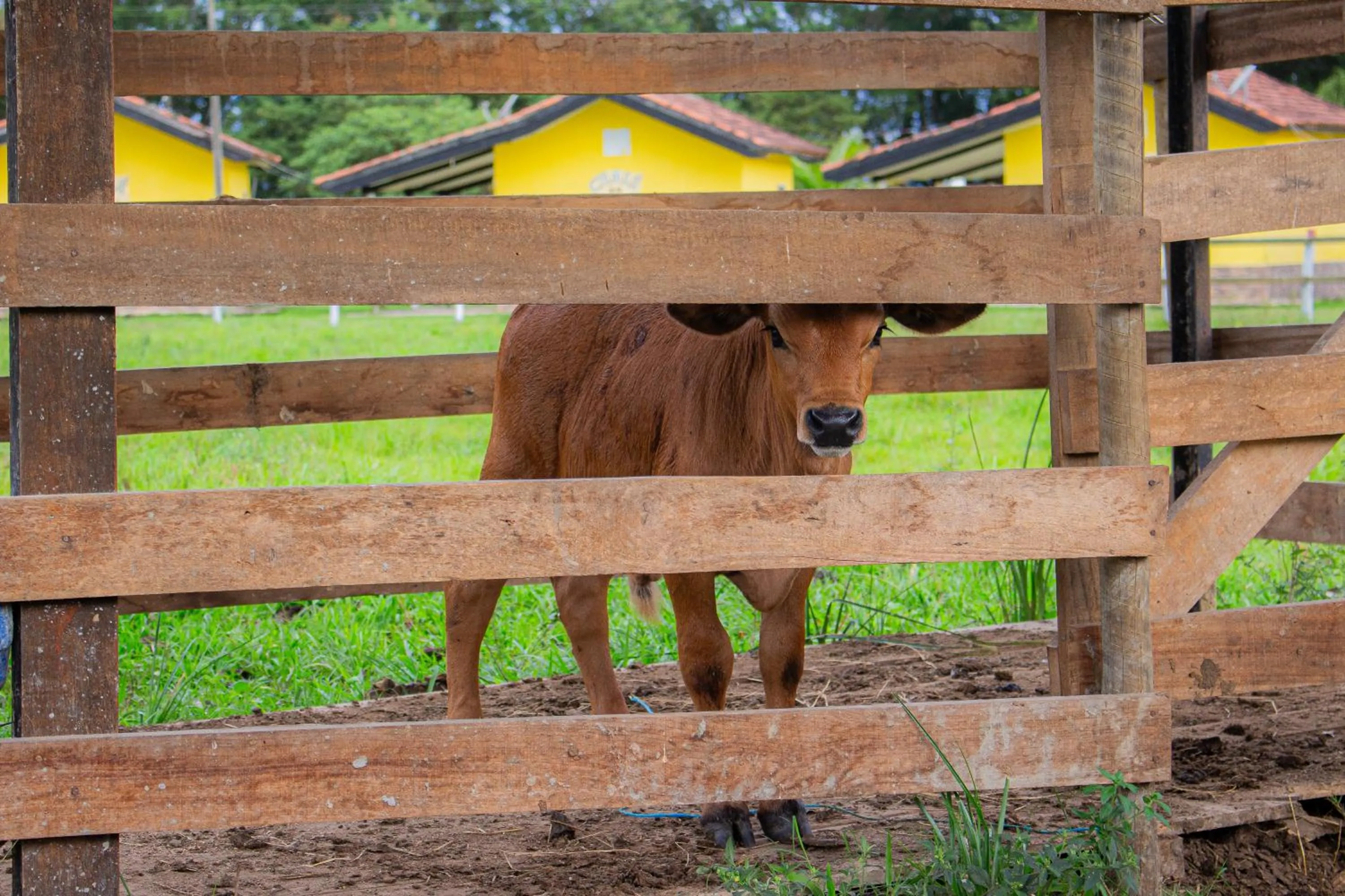 Animals in Hotel Fazenda Pé da Serra