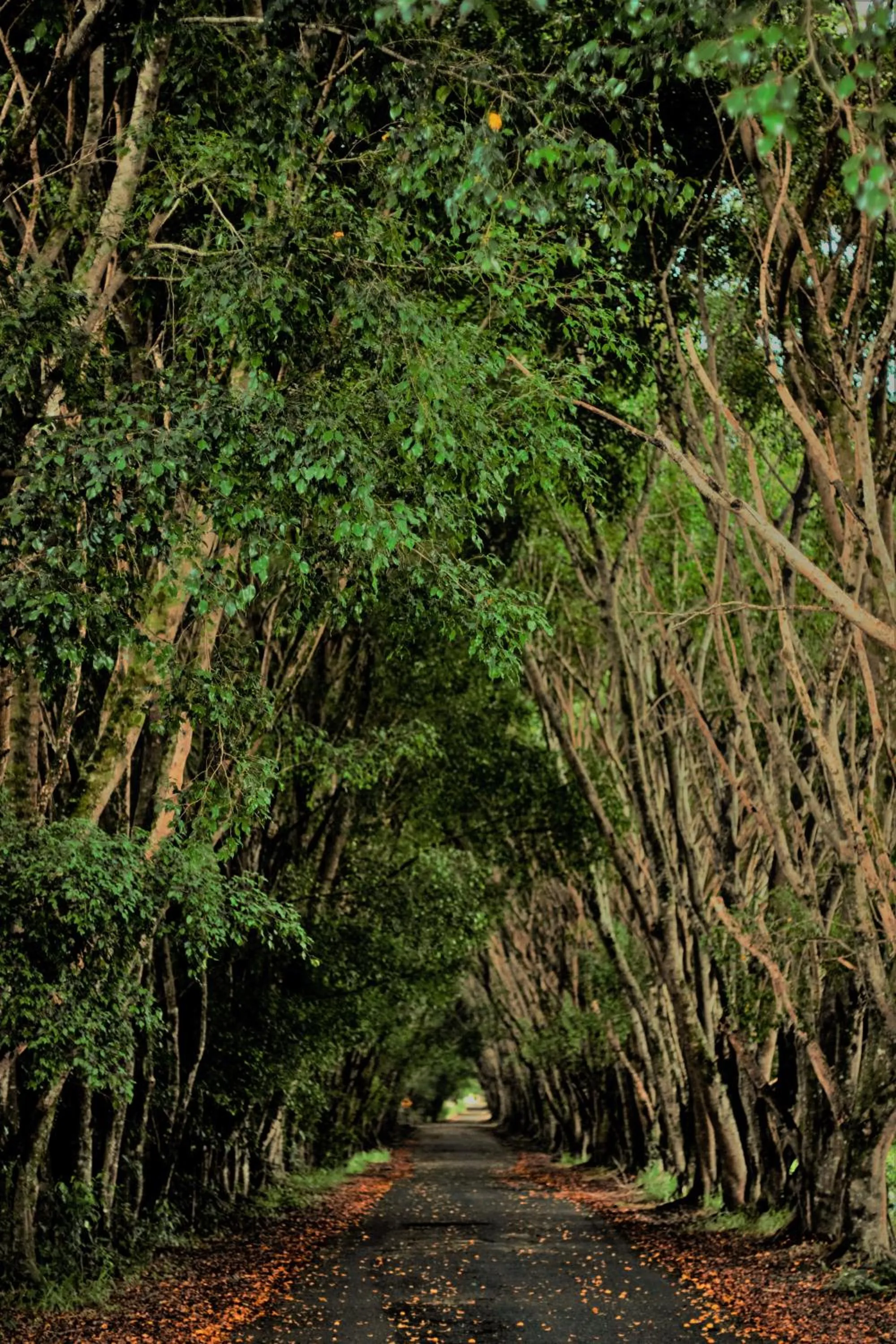 Natural landscape in Hotel Fazenda Pé da Serra