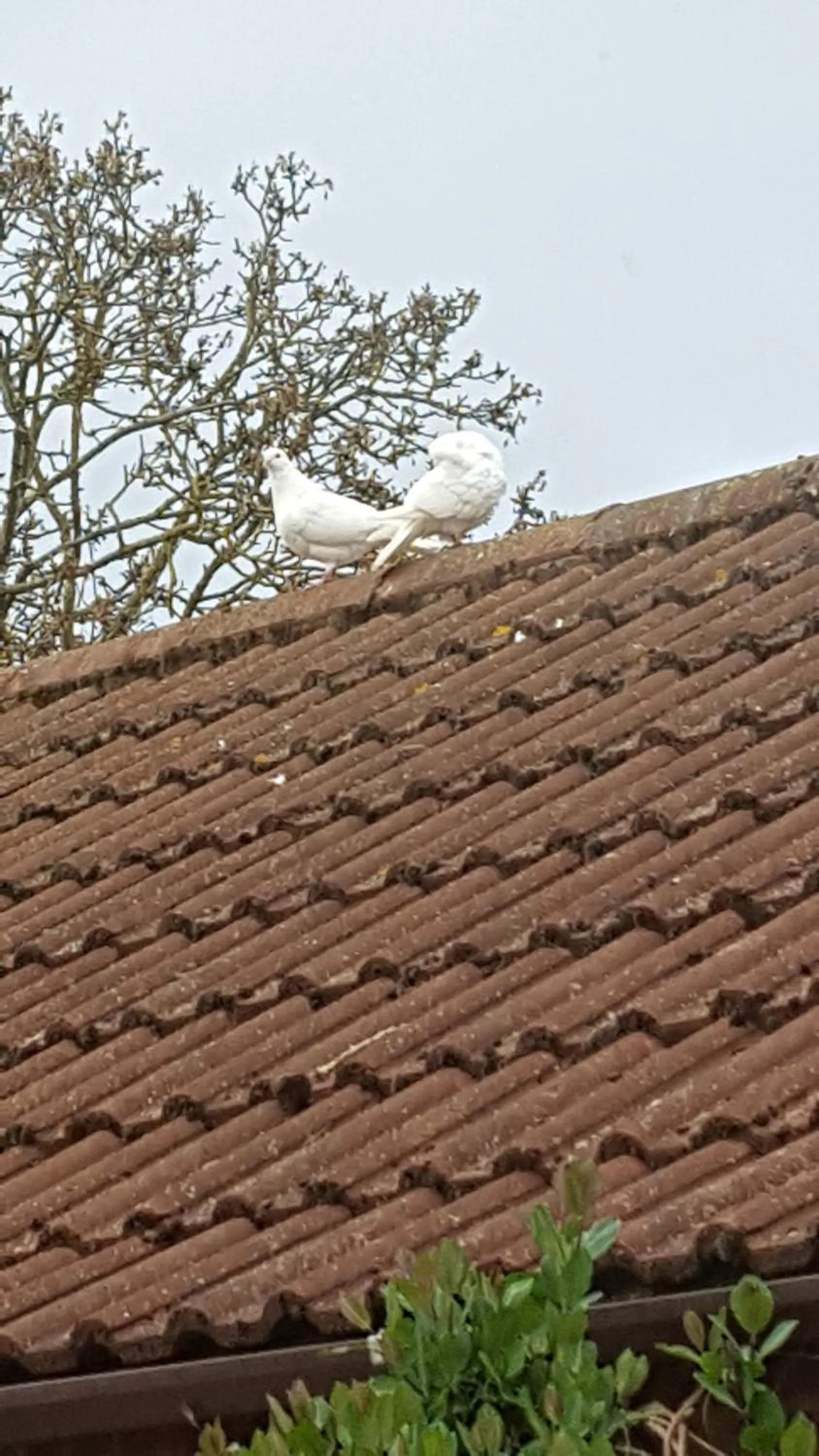 Pets in The White Dove Bed and Breakfast with Glamping Newark showground