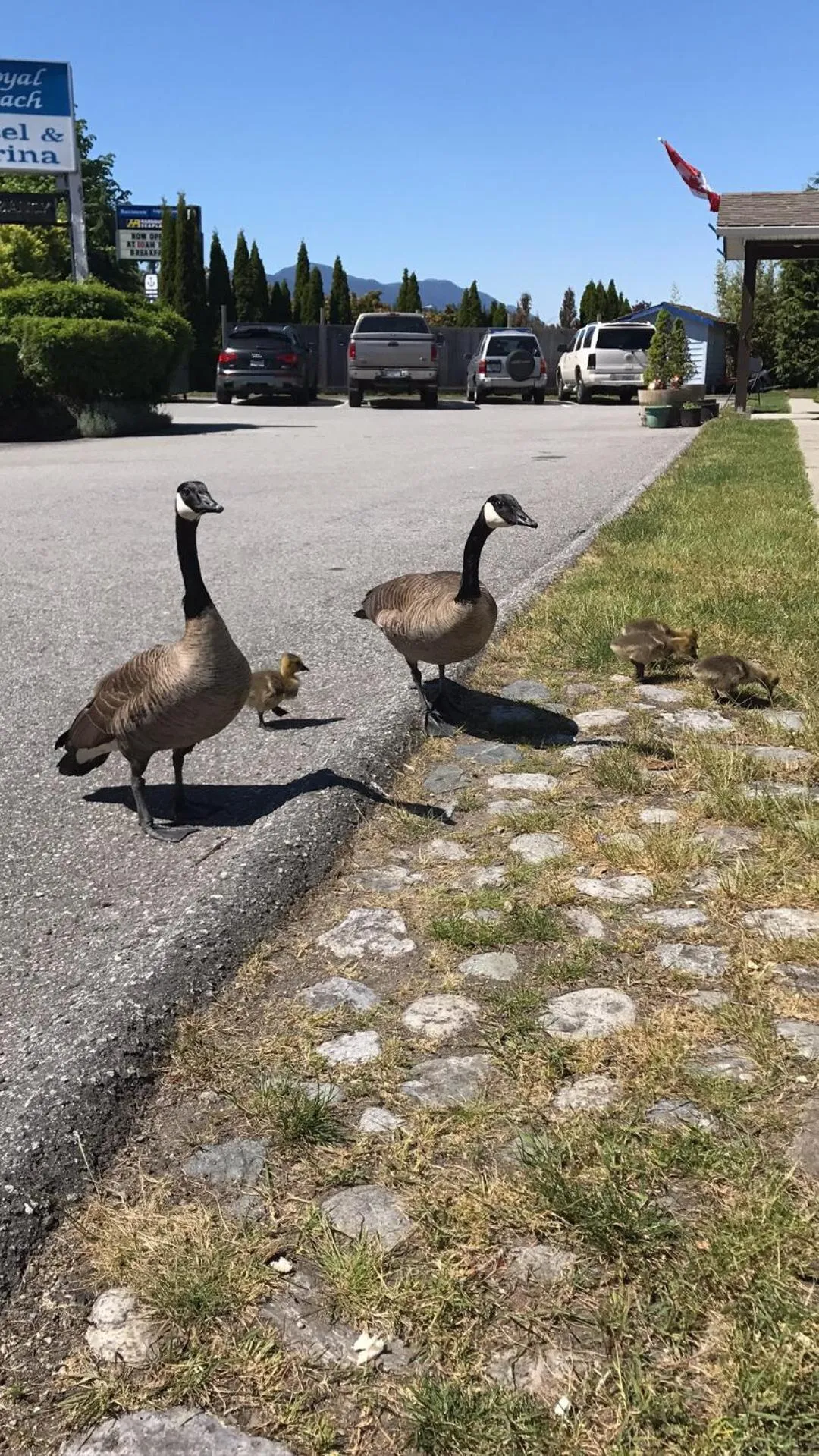 Animals in The Spot at Porpoise Bay
