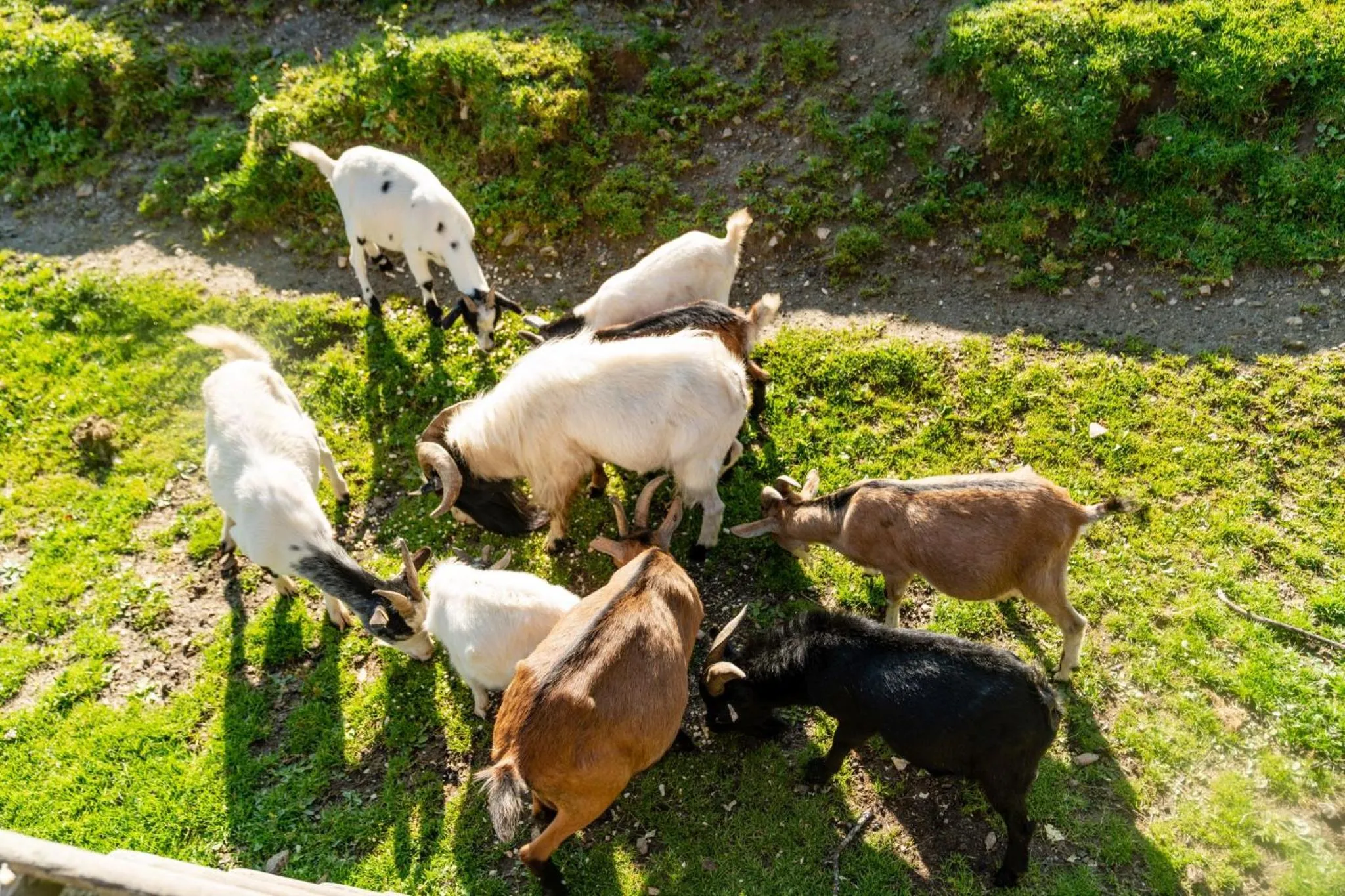 Animals in Familienhotel Unterreith