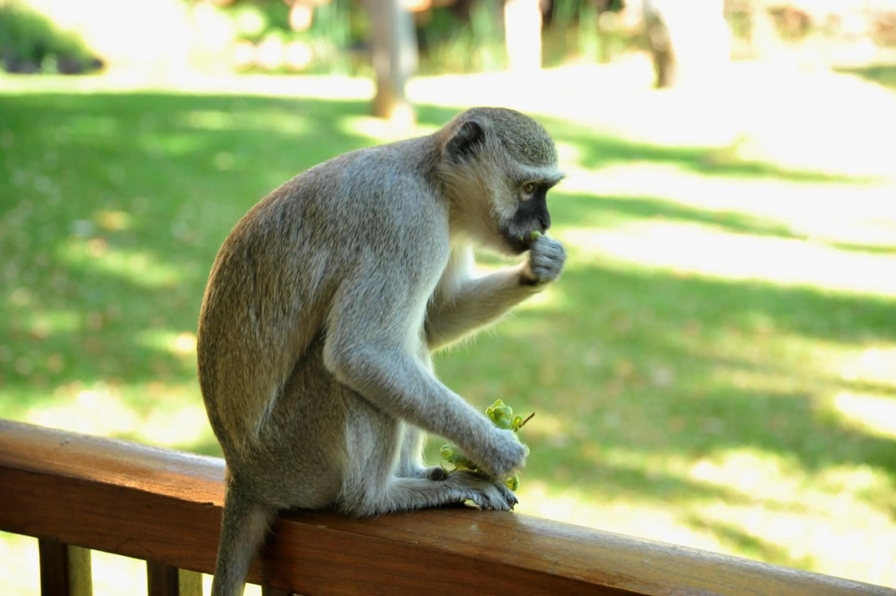 Animals in The David Livingstone Safari Lodge & Spa