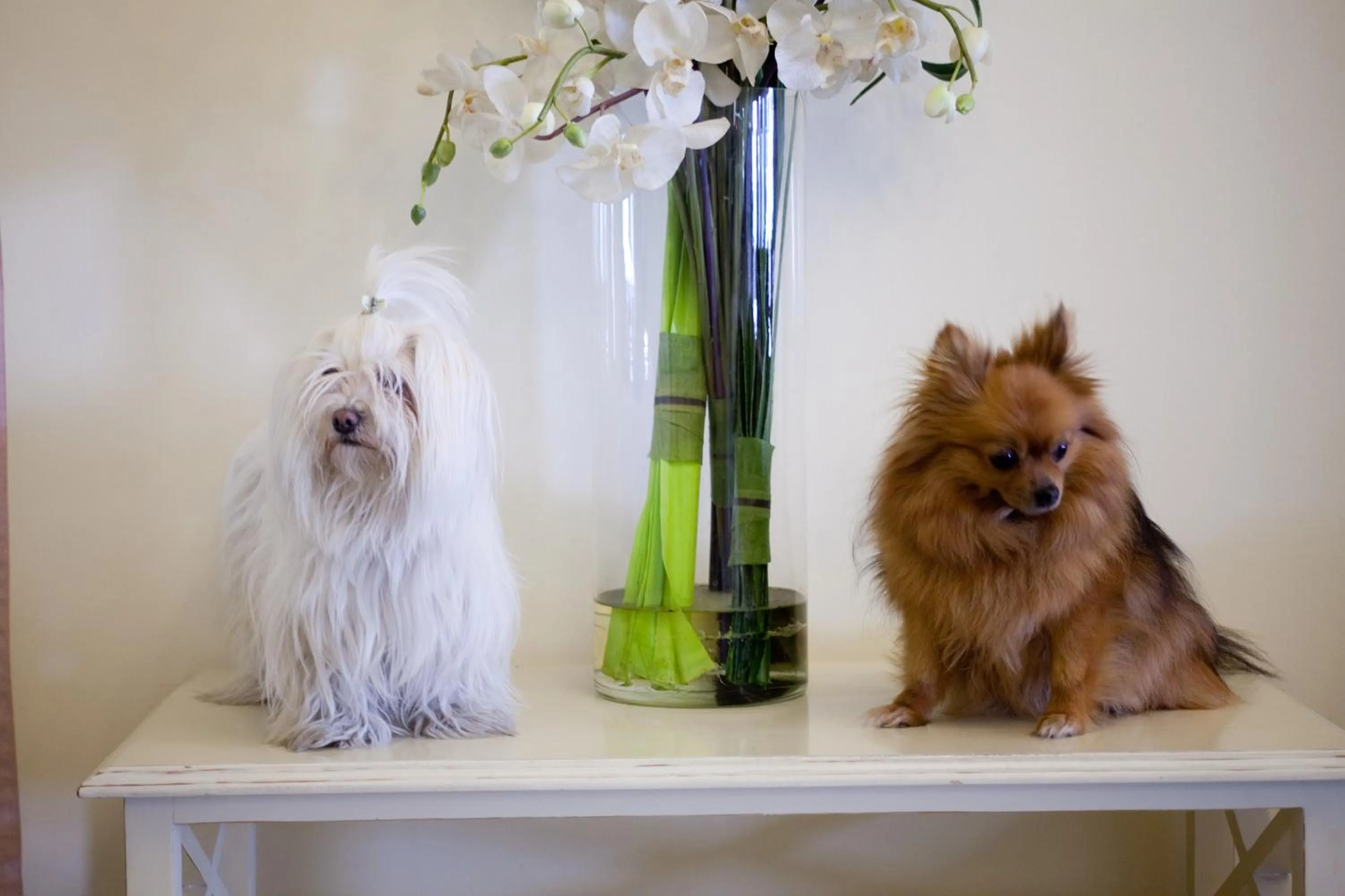 Pets in Hotel Speranza