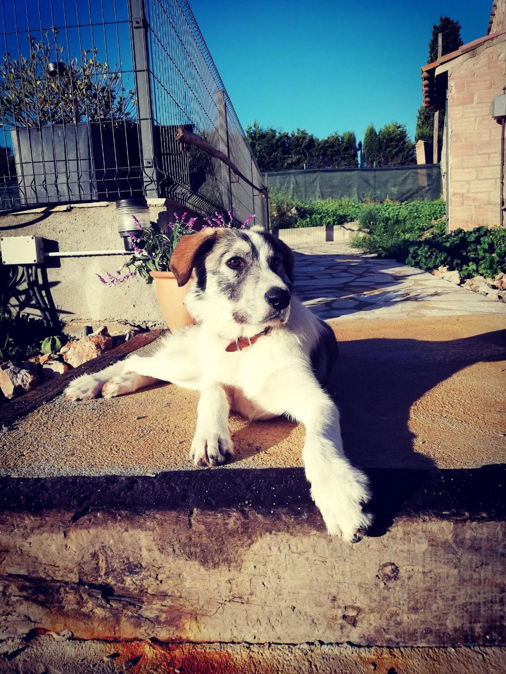 Garden in Mas Del Llop Blanc - Dog friendly Hostal Rural - B&B