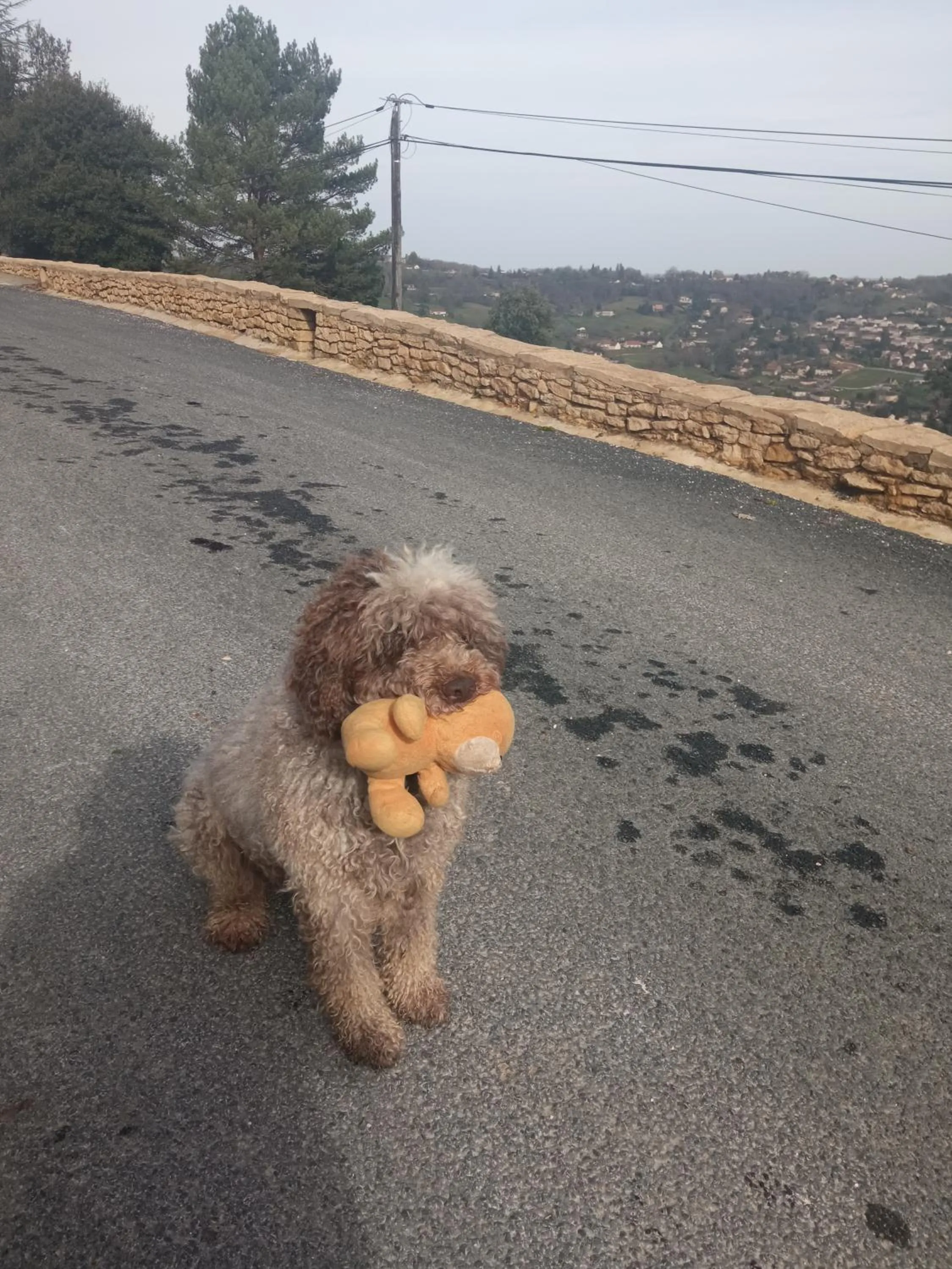 Pets in Les Chalets d'Argentouleau