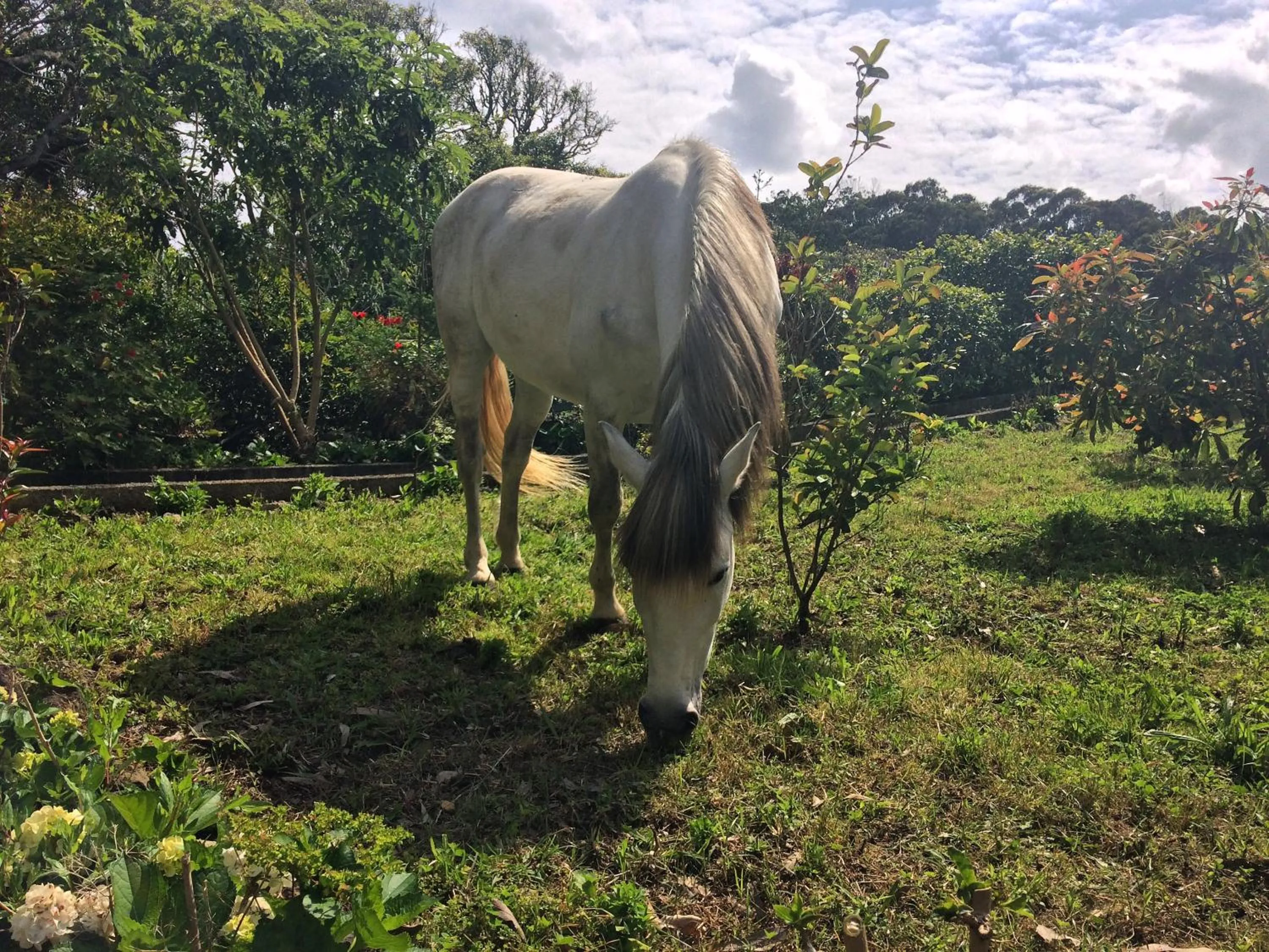 Garden in Quinta De Santana