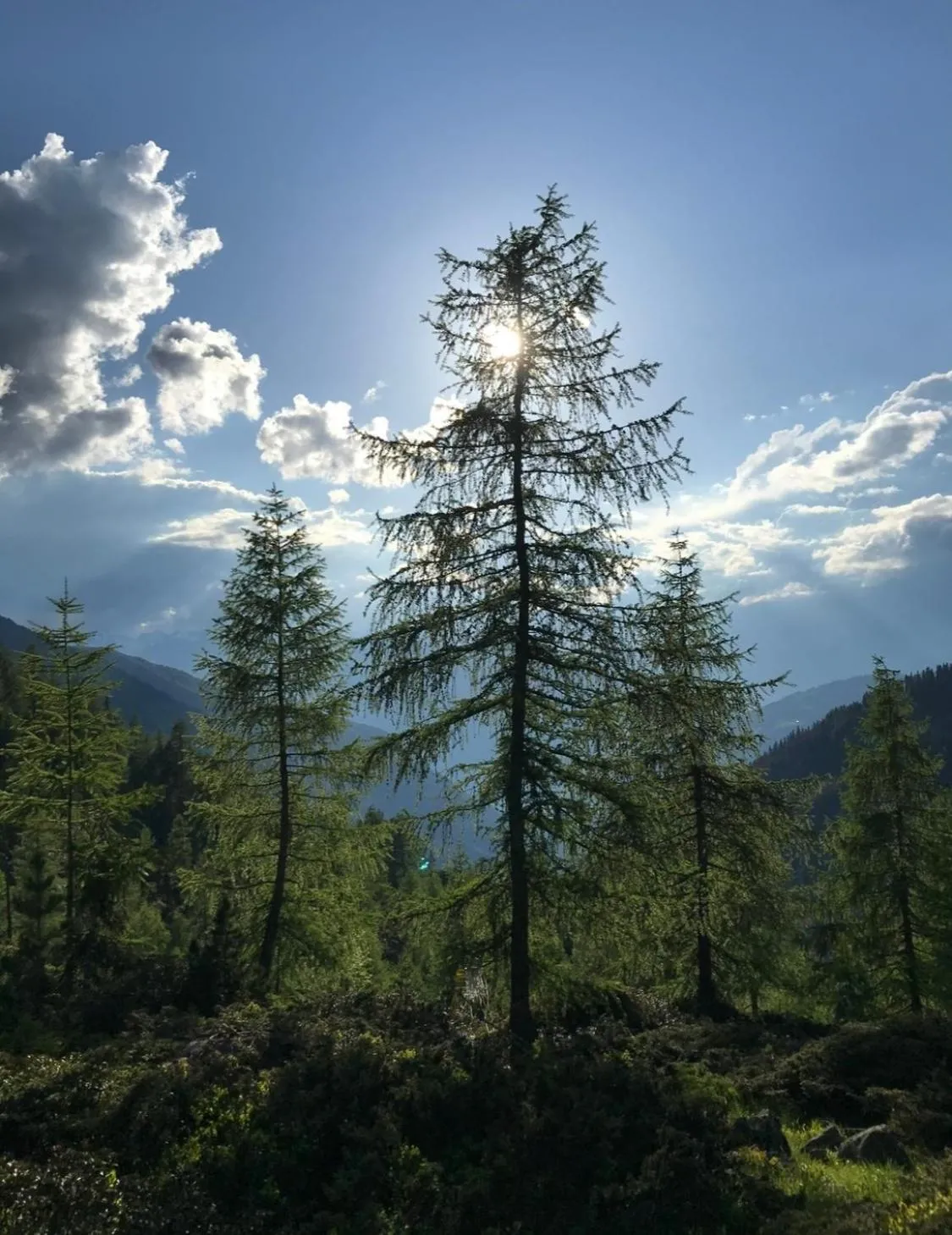 Summer in Apart Sonnenheim