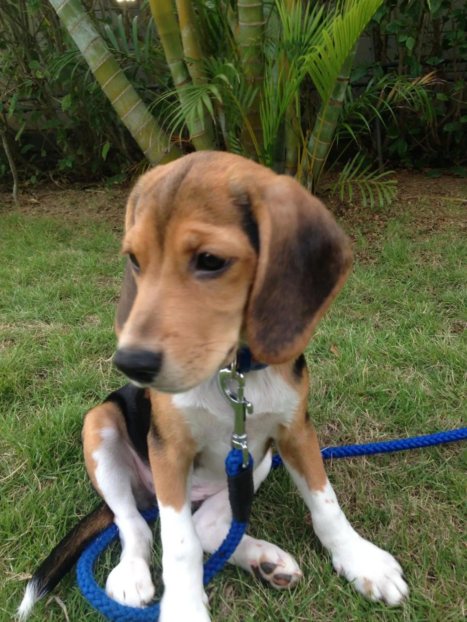 Pets in Akachichi Guesthouse