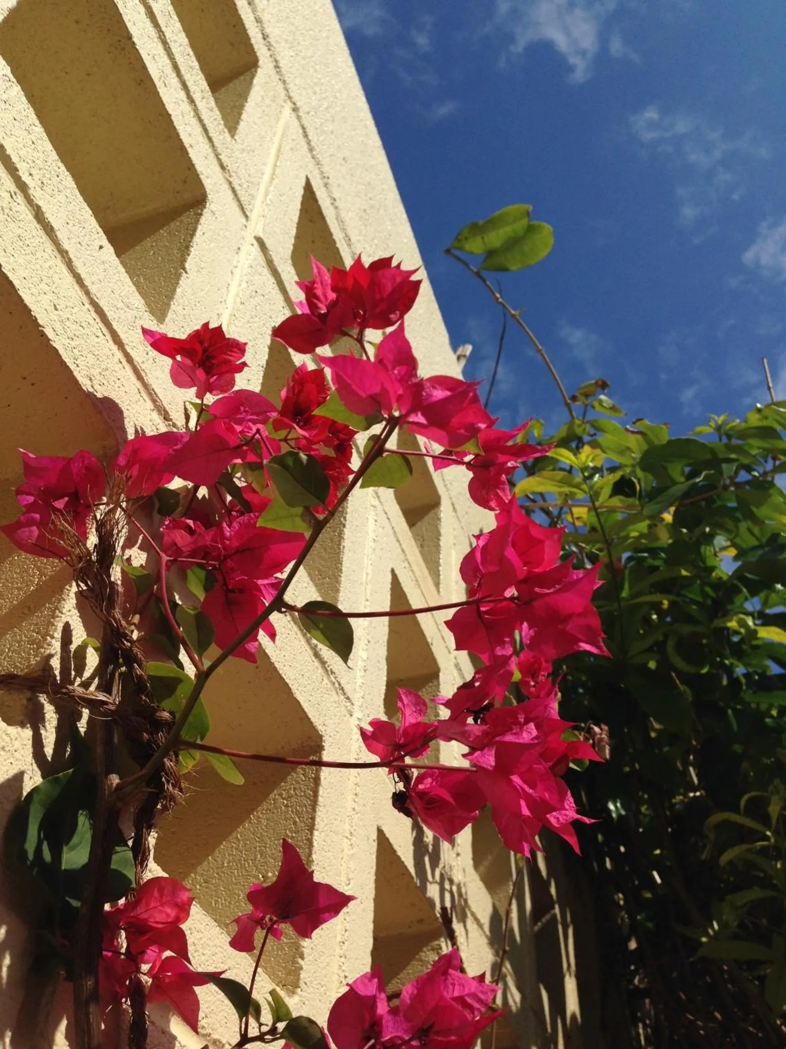 Garden in Akachichi Guesthouse